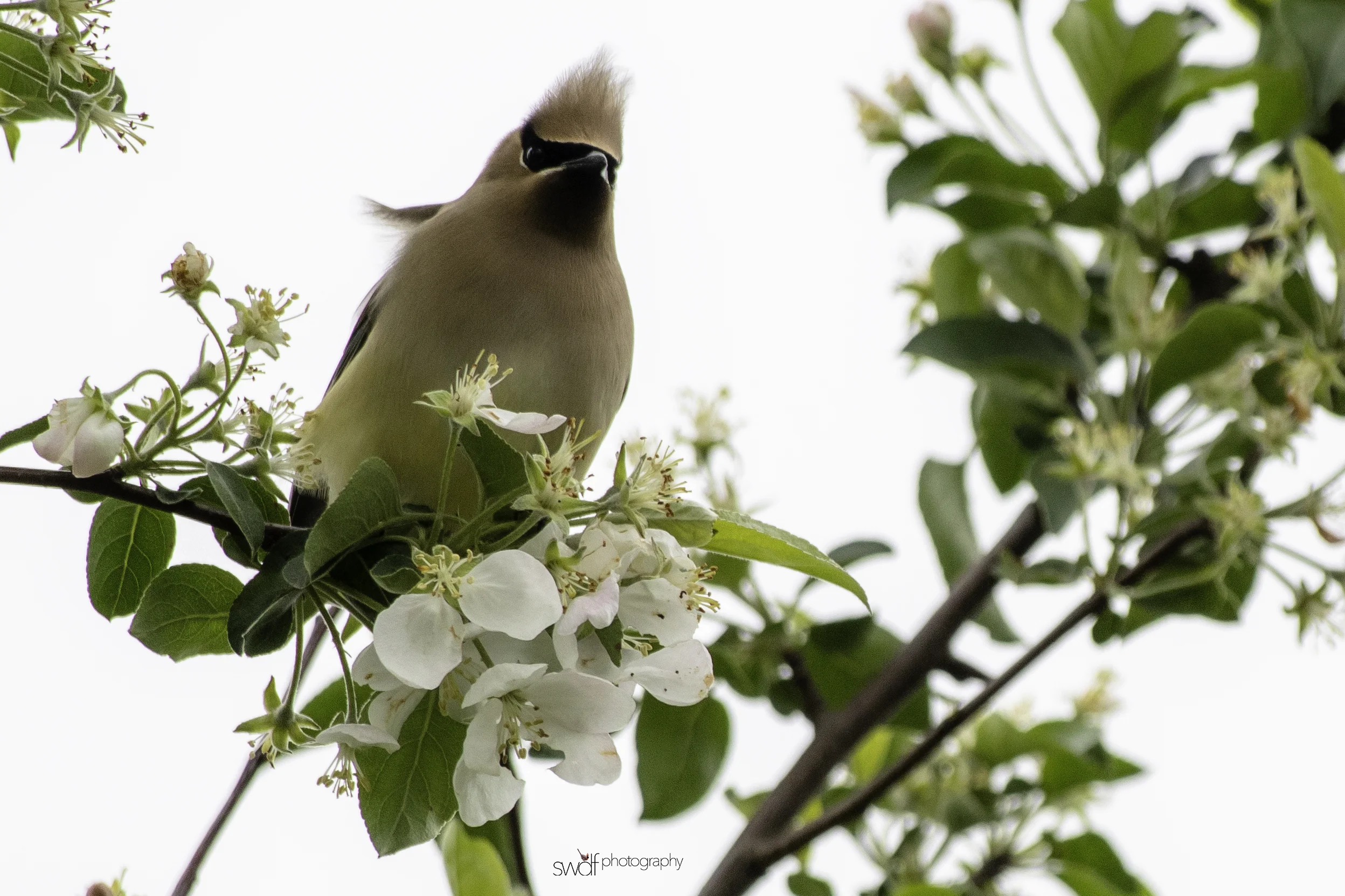 Cedar Waxwing and Blossoms15 - Secrest Arboretum.jpeg