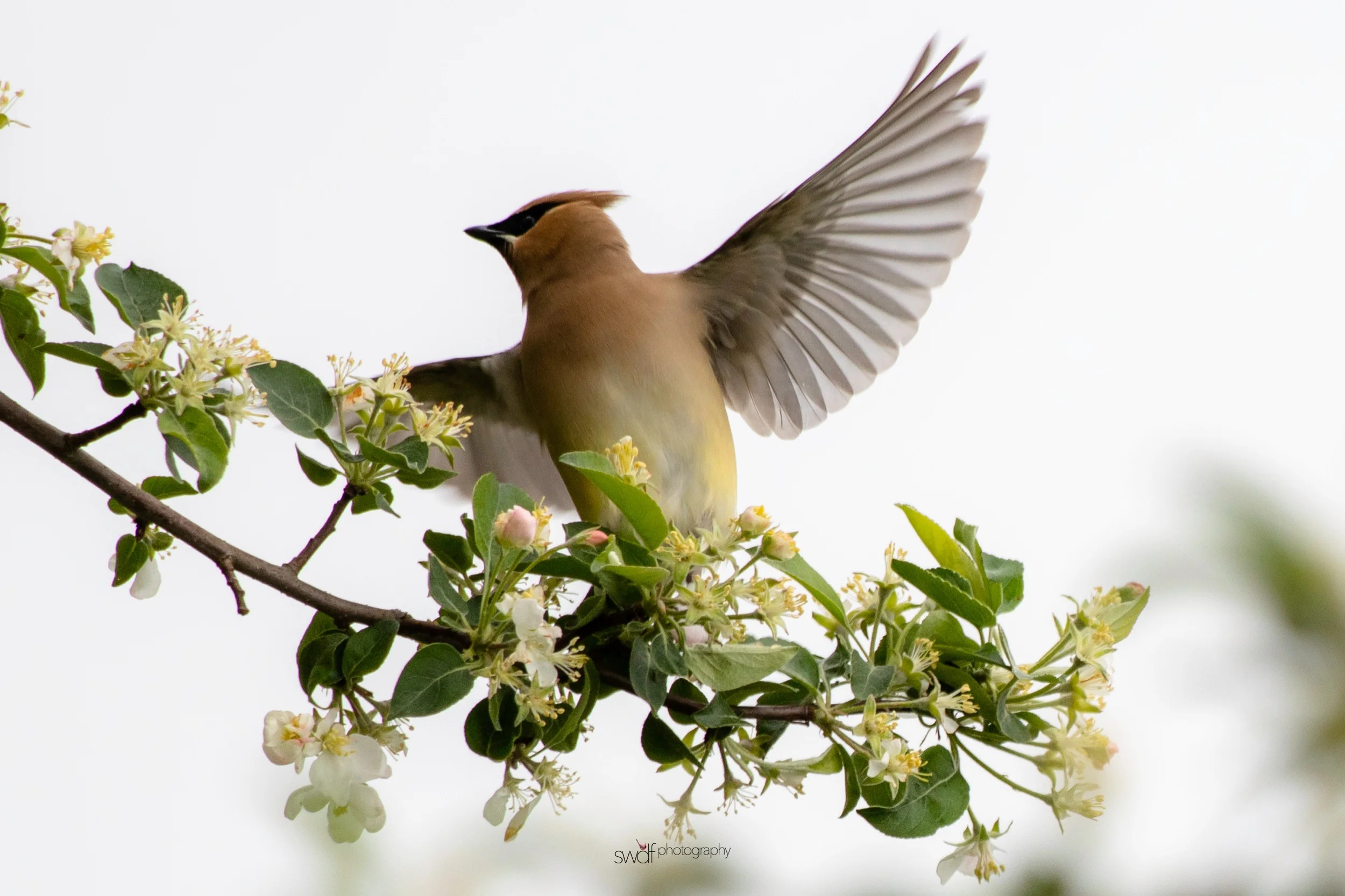 Cedar Waxwing and Blossoms17 - Secrest Arboretum.jpeg