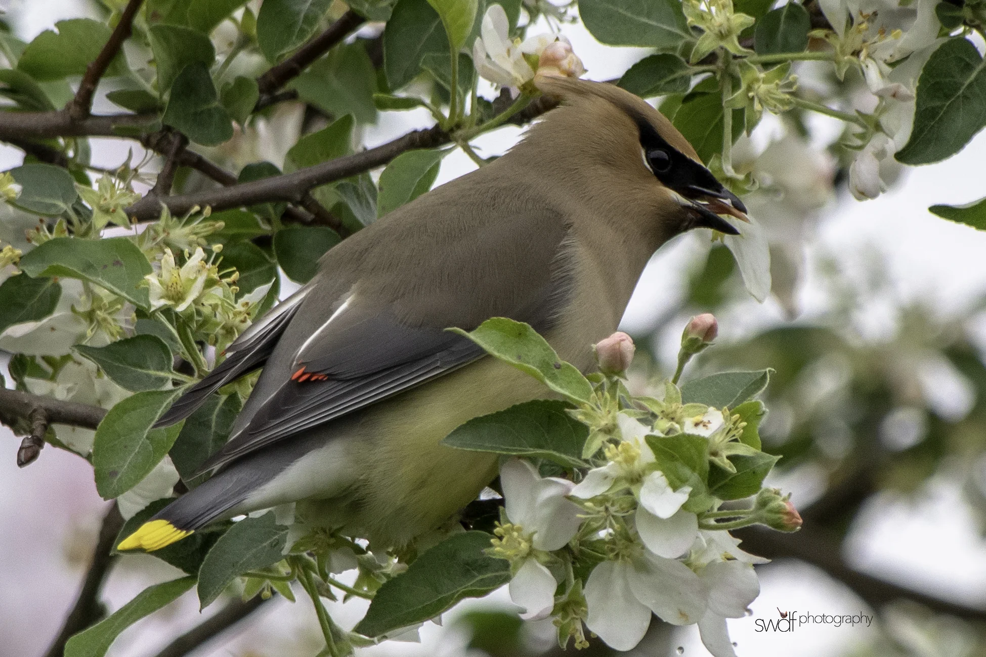 Cedar Waxwing and Blossoms3 - Secrest Arboretum.jpeg
