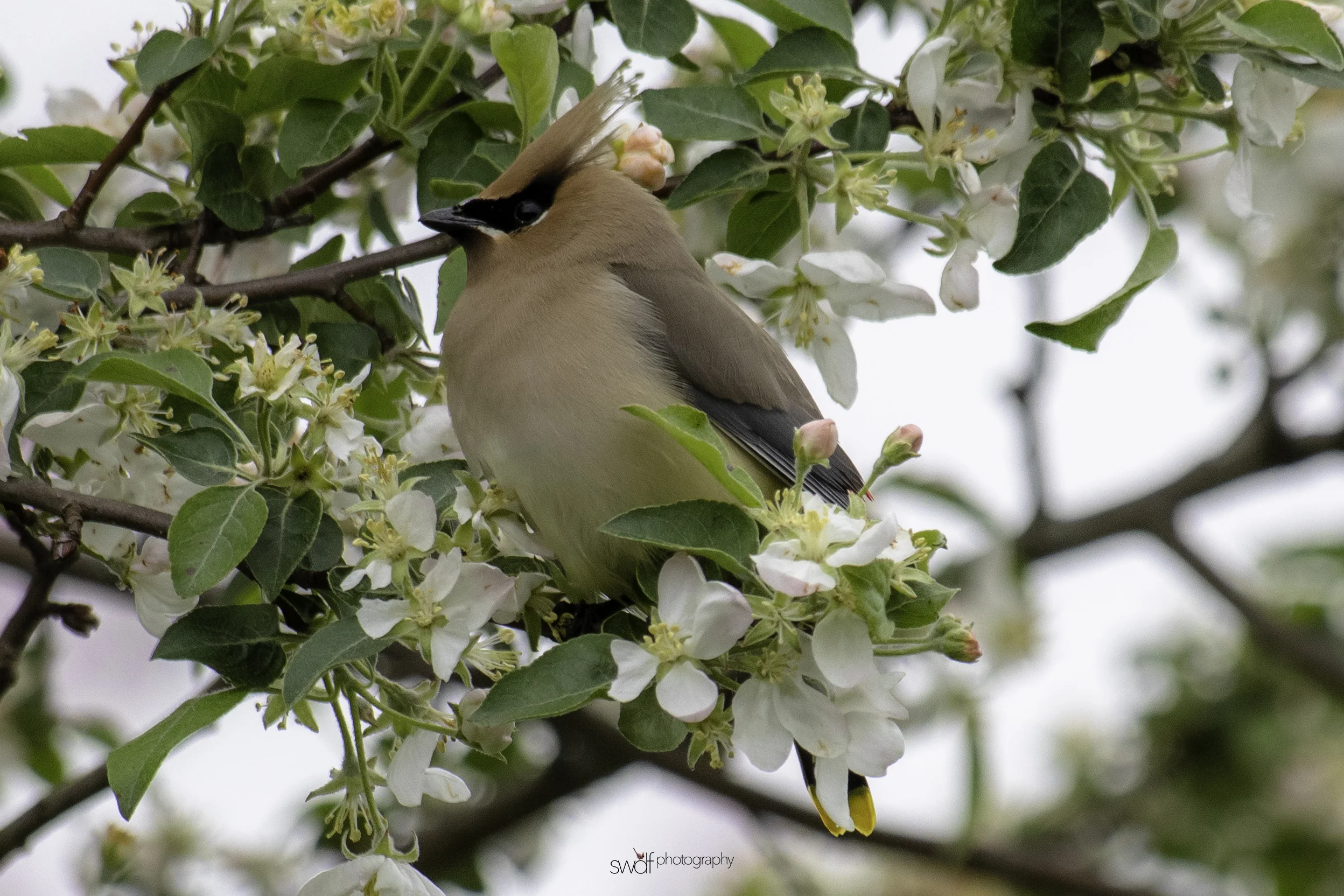 Cedar Waxwing and Blossoms19 - Secrest Arboretum.jpeg