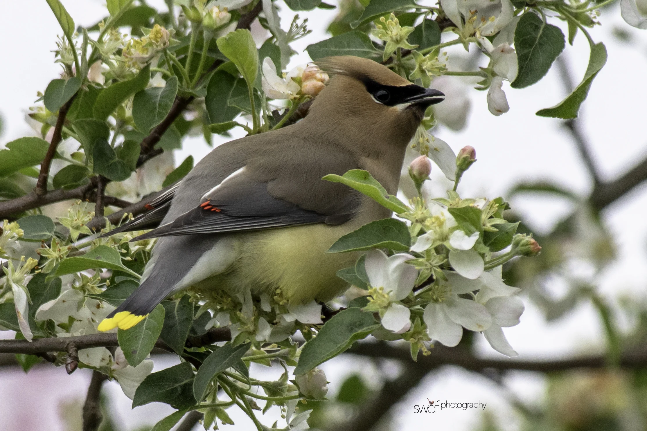 Cedar Waxwing and Blossoms5 - Secrest Arboretum.jpeg