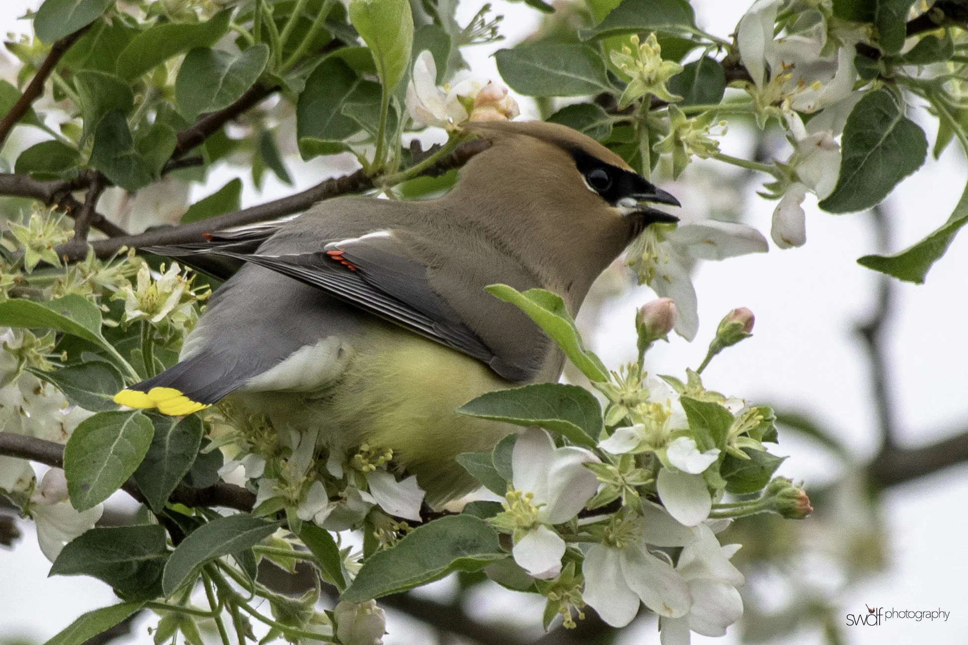 Cedar Waxwing and Blossoms7 - Secrest Arboretum.jpeg