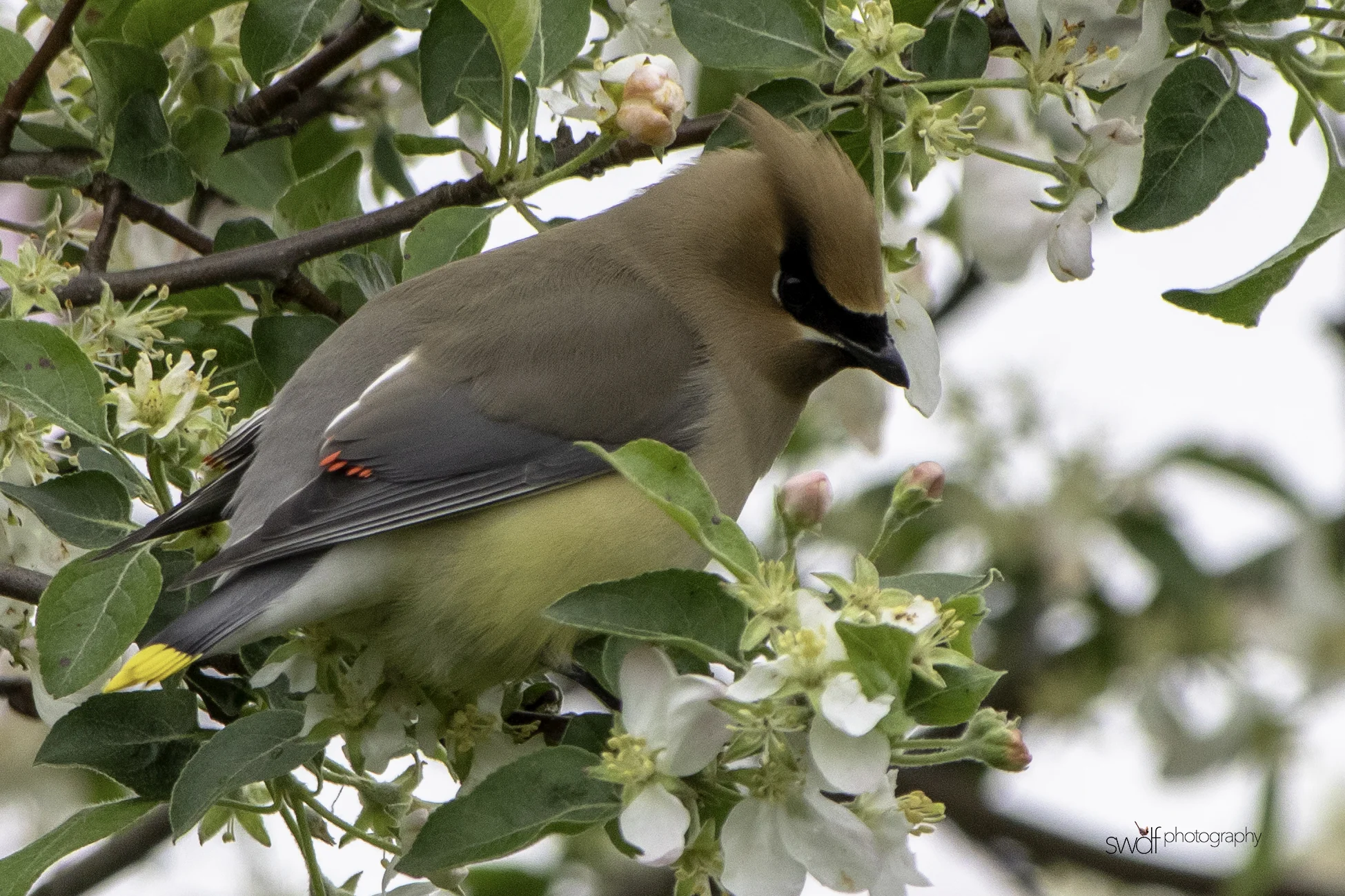 Cedar Waxwing and Blossoms2 - Secrest Arboretum.jpeg