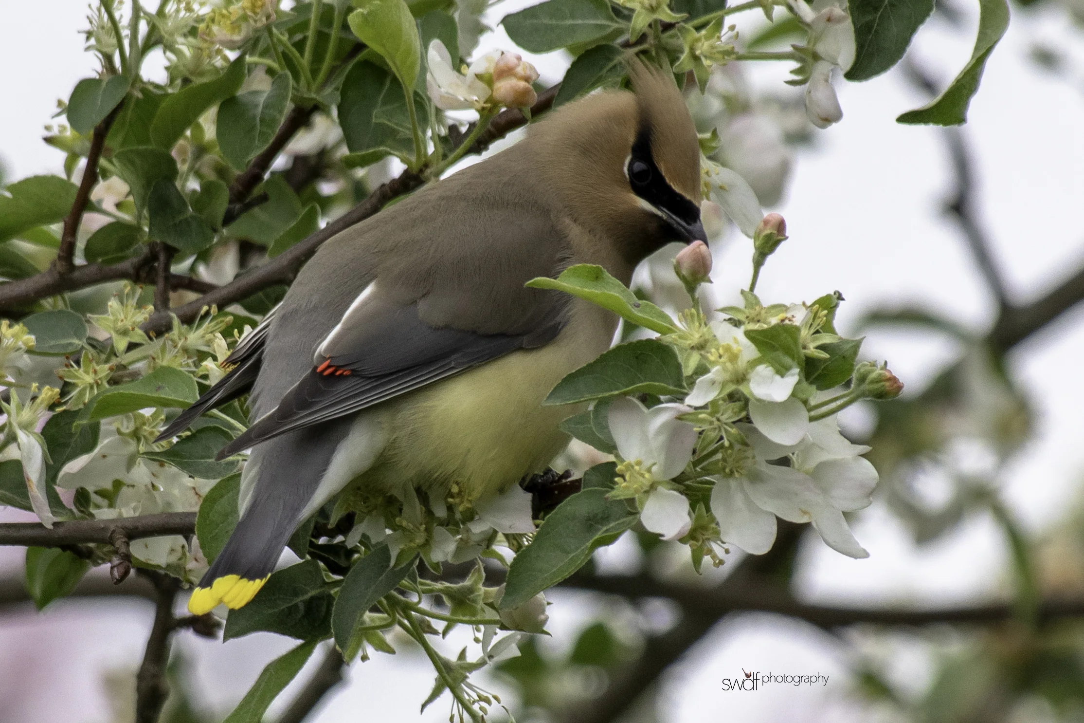 Cedar Waxwing and Blossoms4 - Secrest Arboretum.jpeg