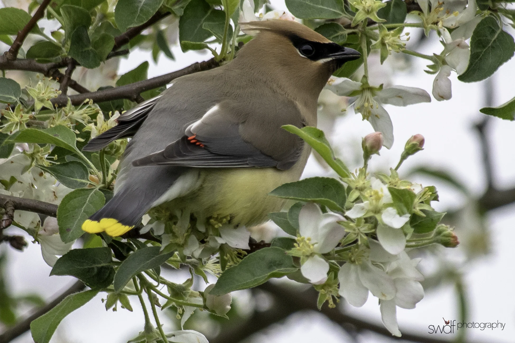Cedar Waxwing and Blossoms6 - Secrest Arboretum.jpeg