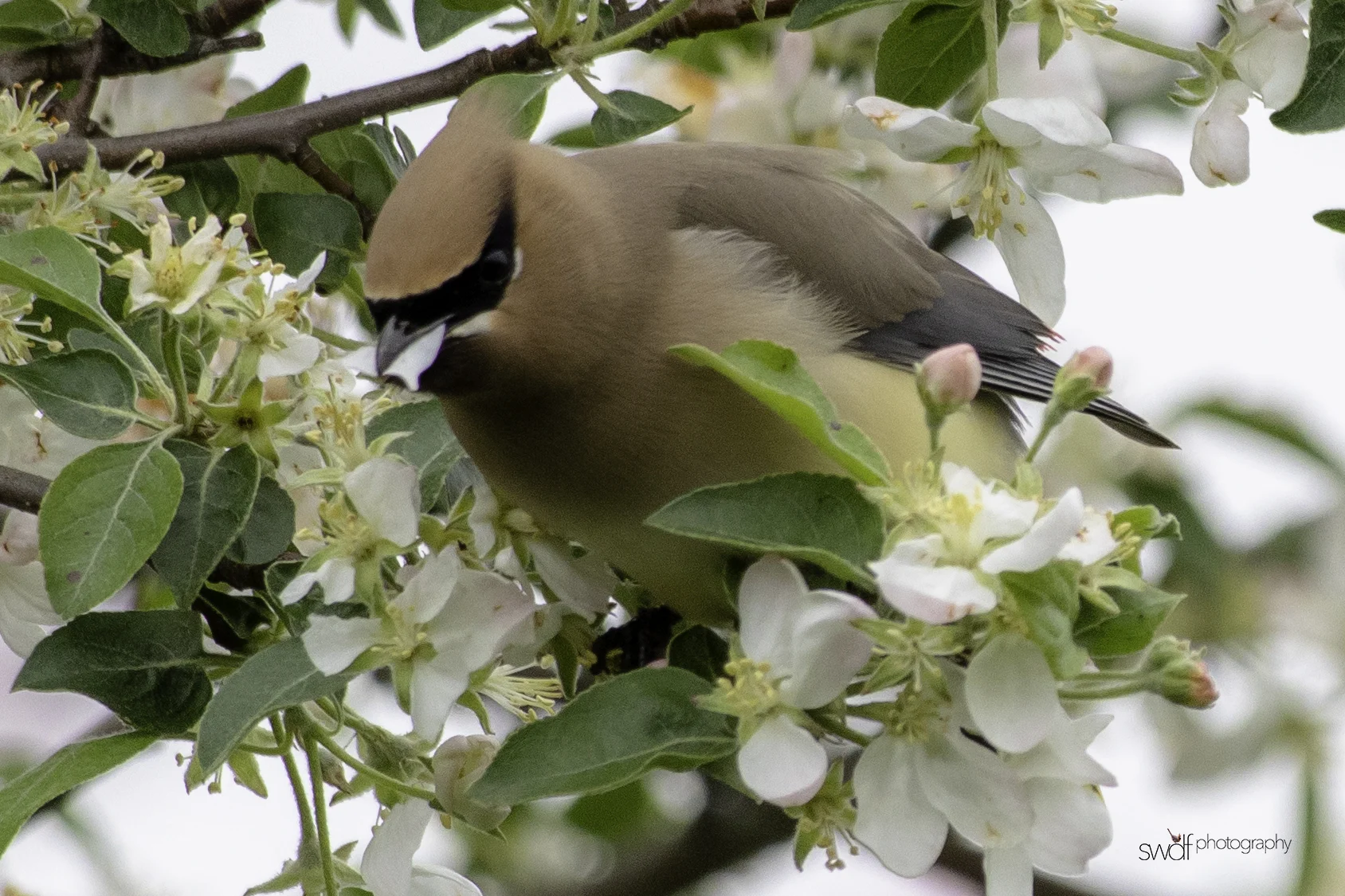 Cedar Waxwing and Blossoms12 - Secrest Arboretum.jpeg