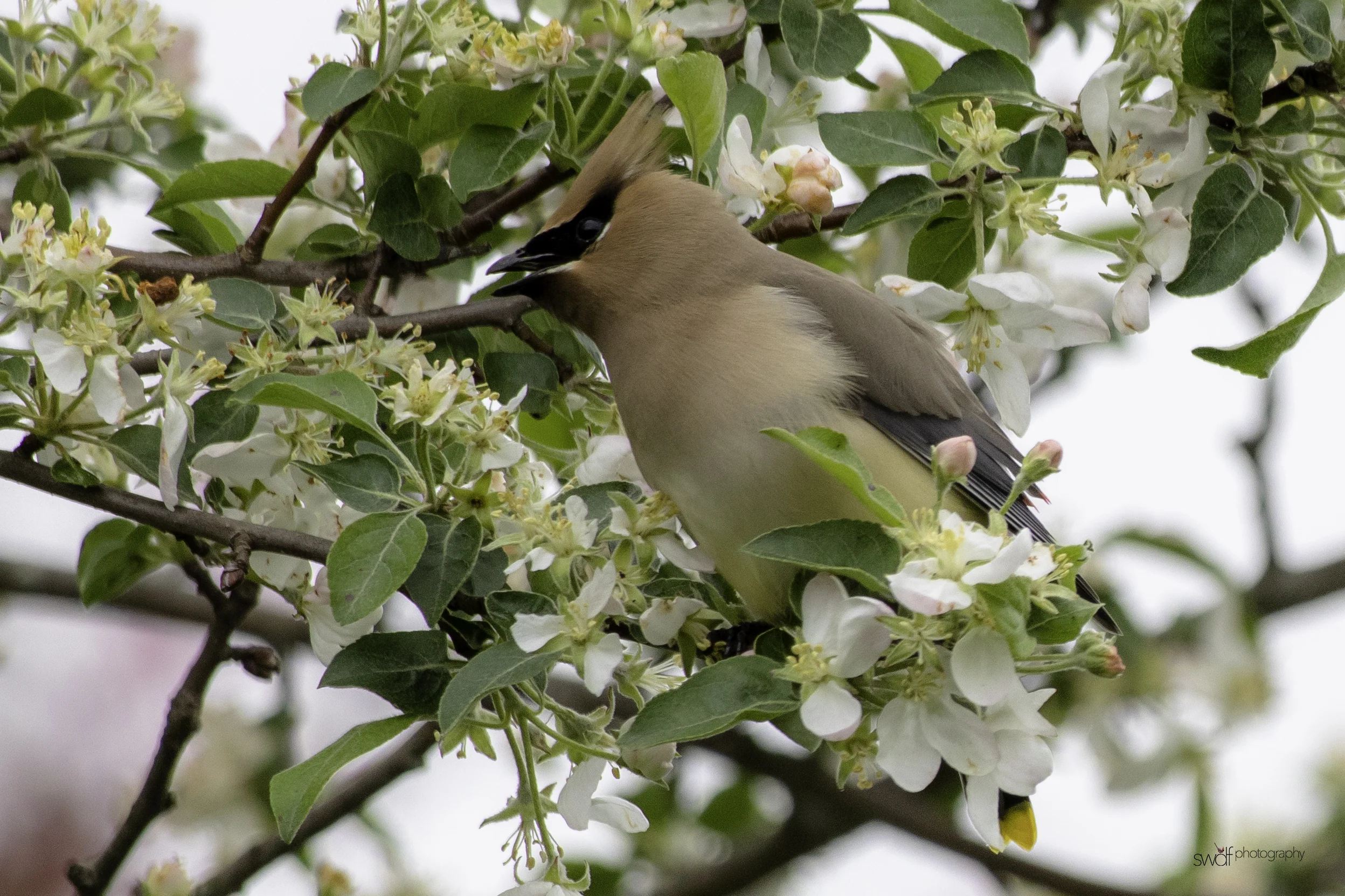 Cedar Waxwing and Blossoms10 - Secrest Arboretum.jpeg