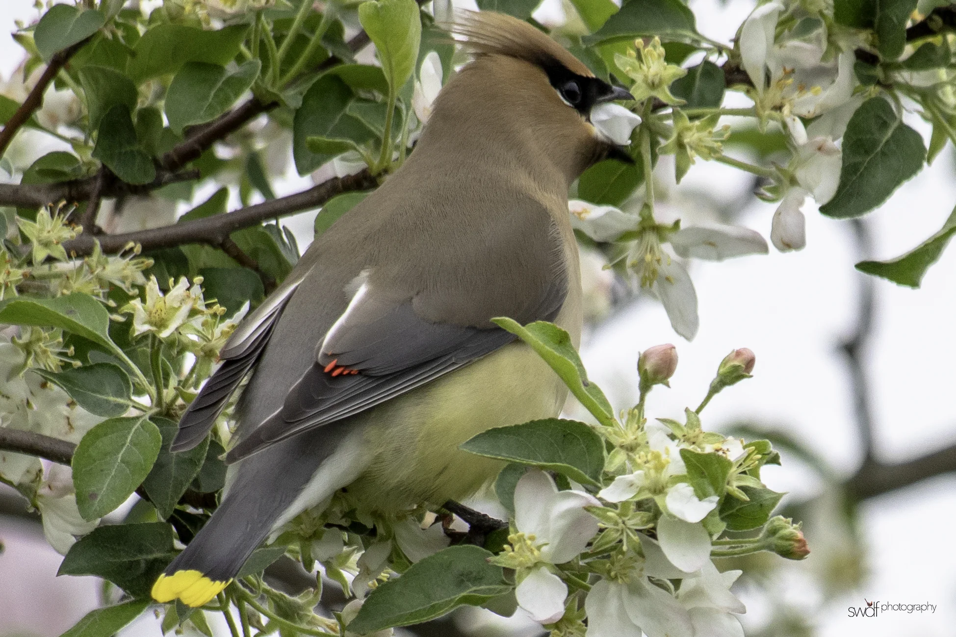 Cedar Waxwing and Blossoms9 - Secrest Arboretum.jpeg