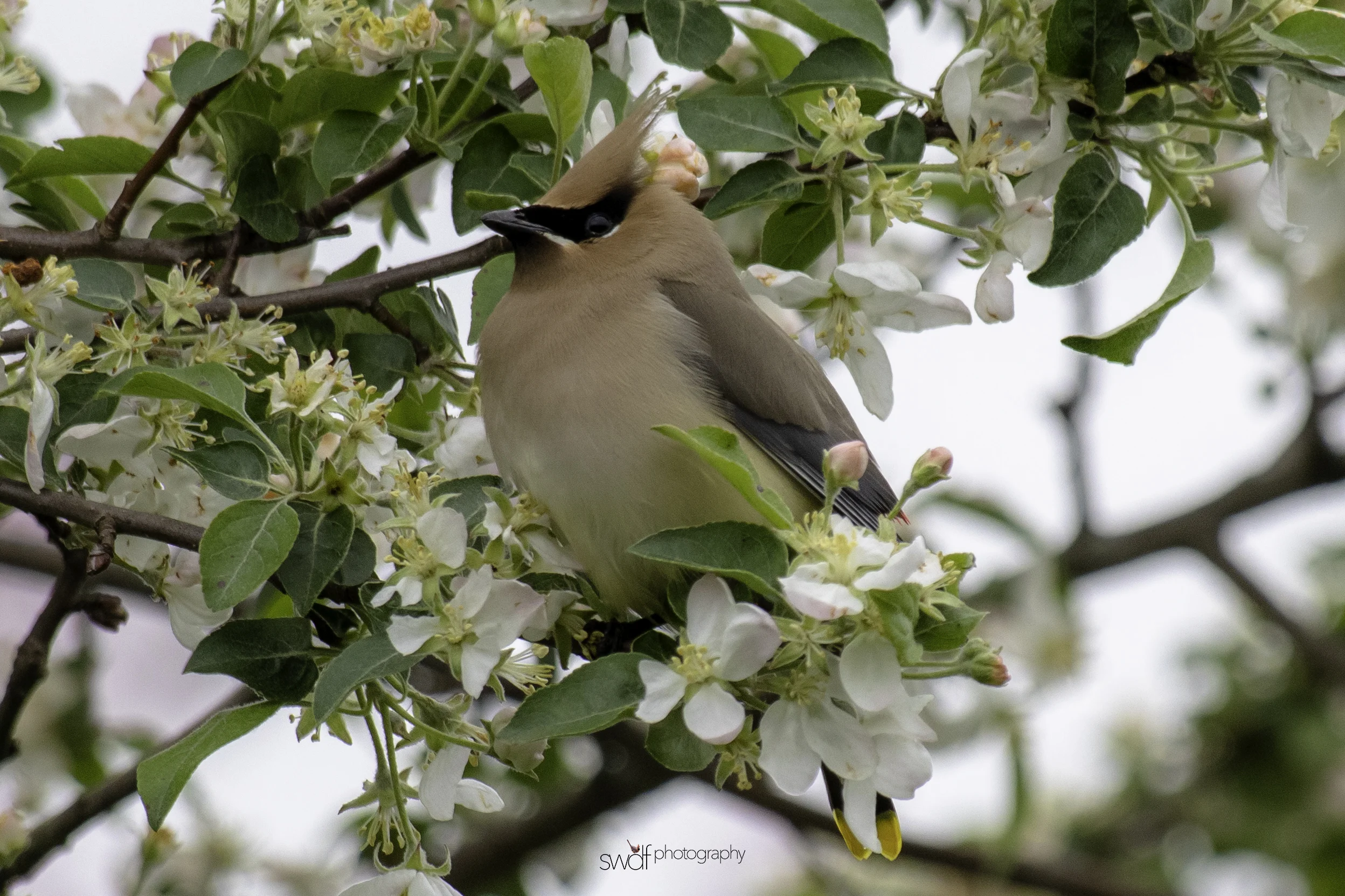 Cedar Waxwing and Blossoms14 - Secrest Arboretum.jpeg