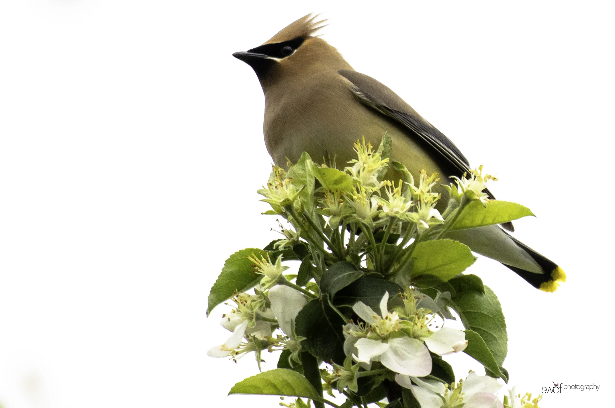 Cedar Waxwing and Blossoms16 - Secrest Arboretum.jpeg