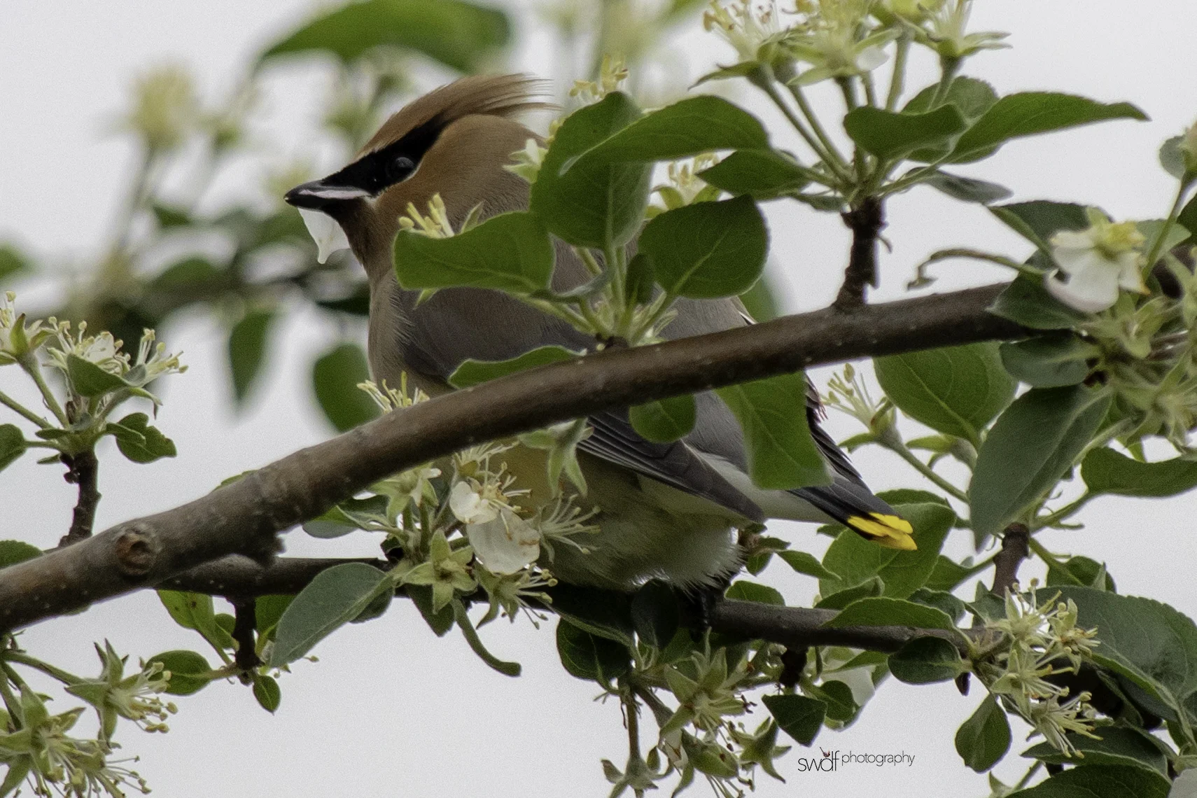 Cedar Waxwing and Blossoms18 - Secrest Arboretum.jpeg