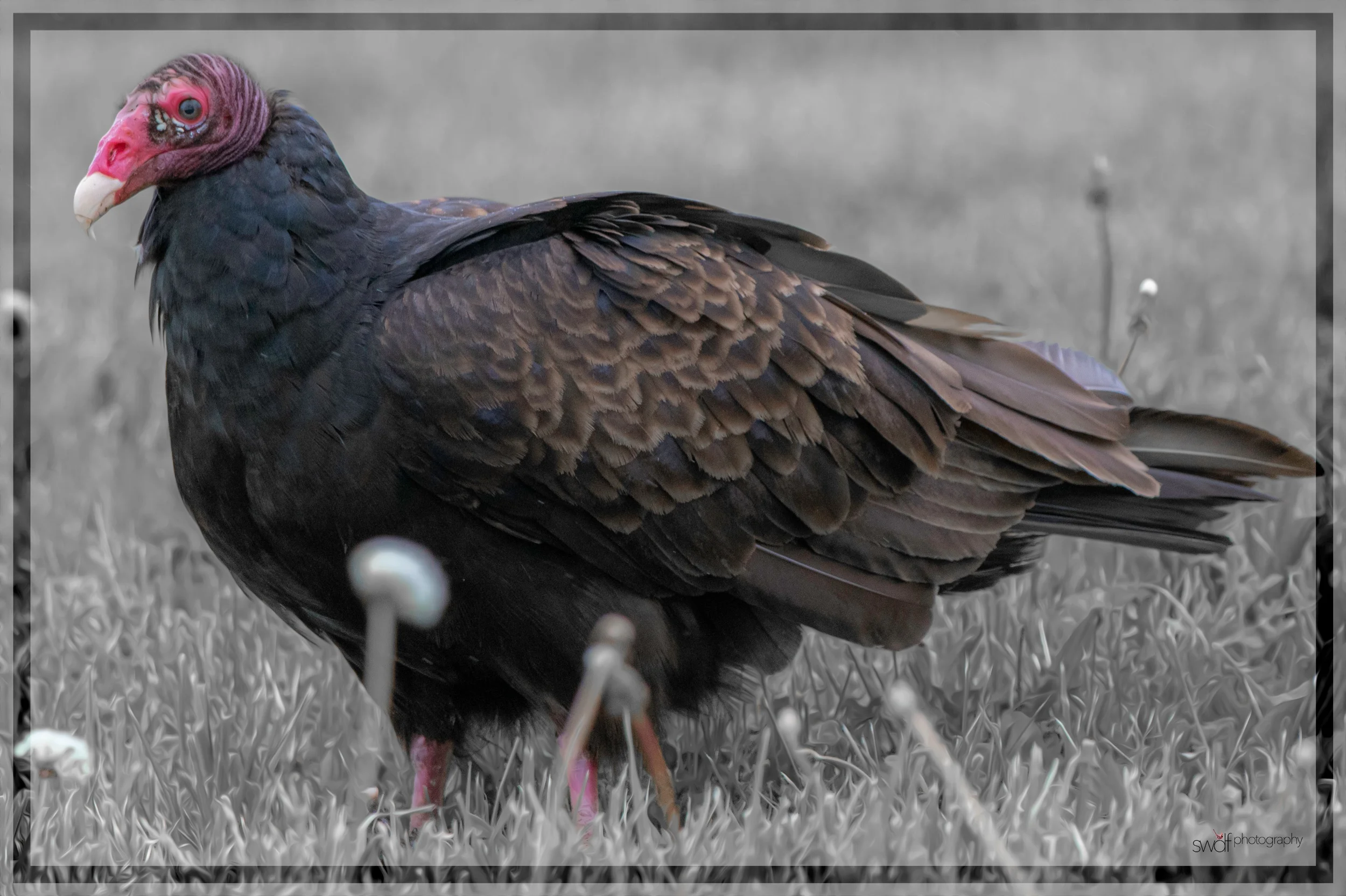 Turkey Vulture.jpeg