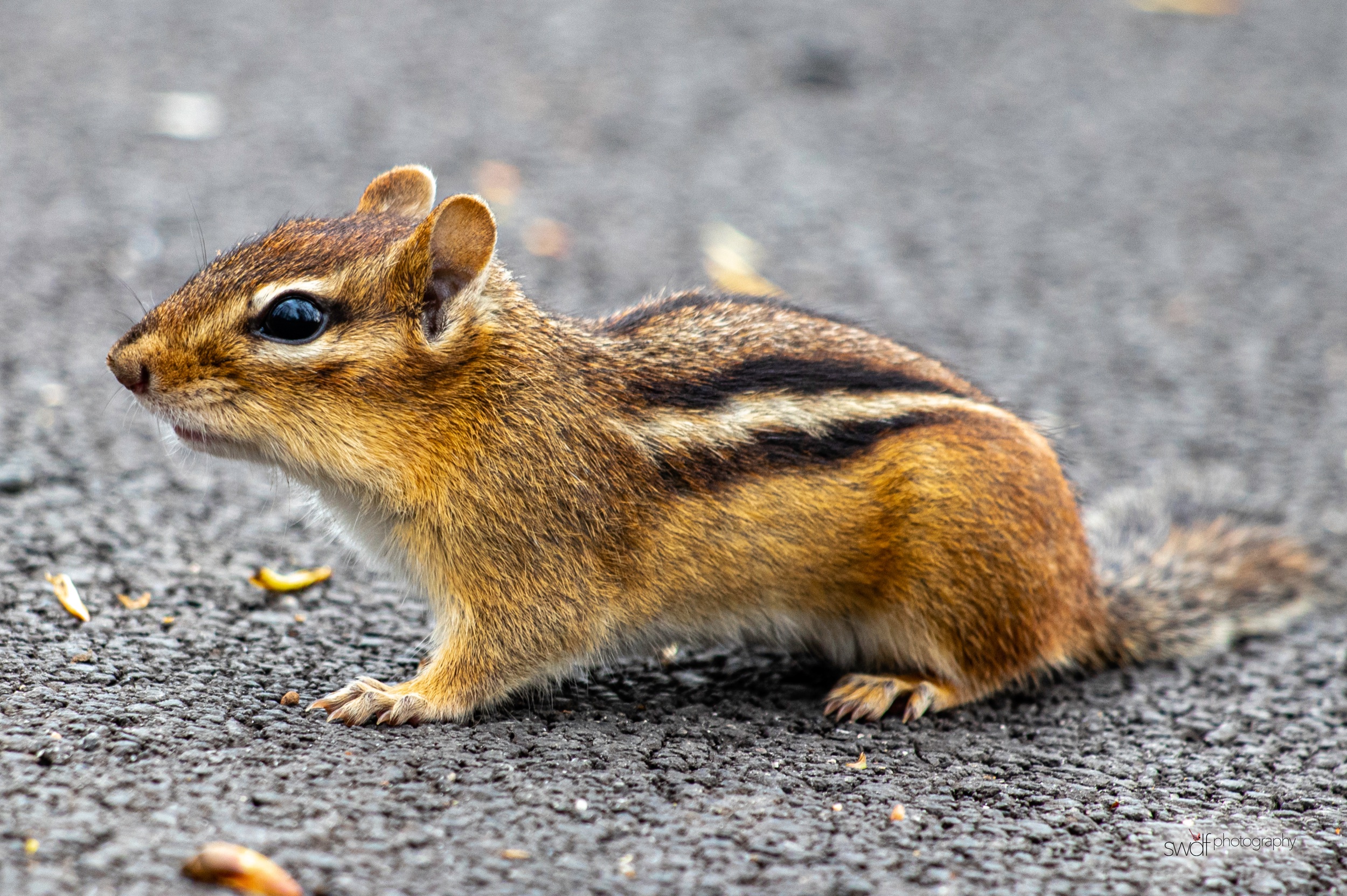 Chipmunk - Sheldons Marsh.jpeg