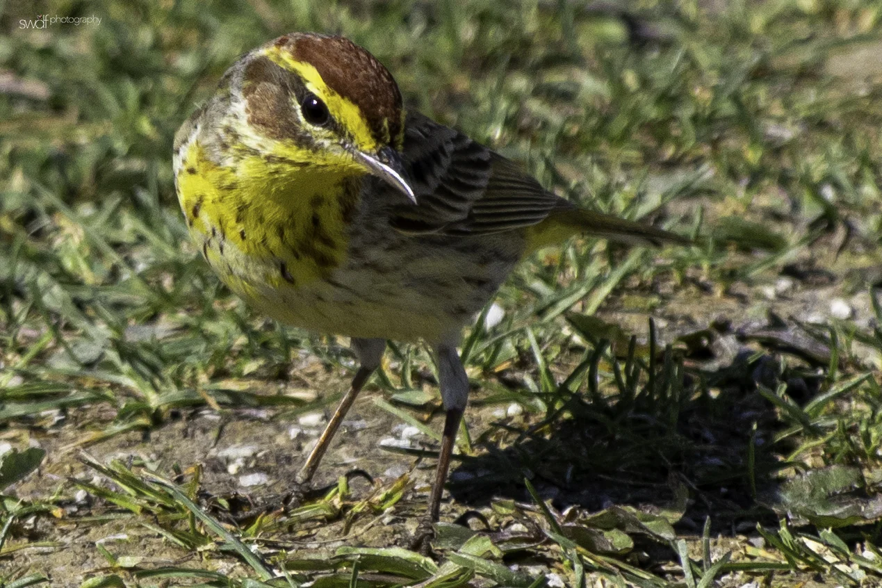 Palm Warbler - Sandy Ridge.jpeg