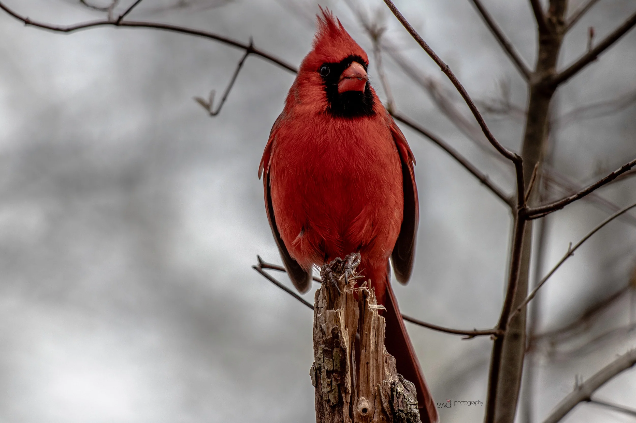Dreary Benjamin - Sheldons Marsh.jpeg