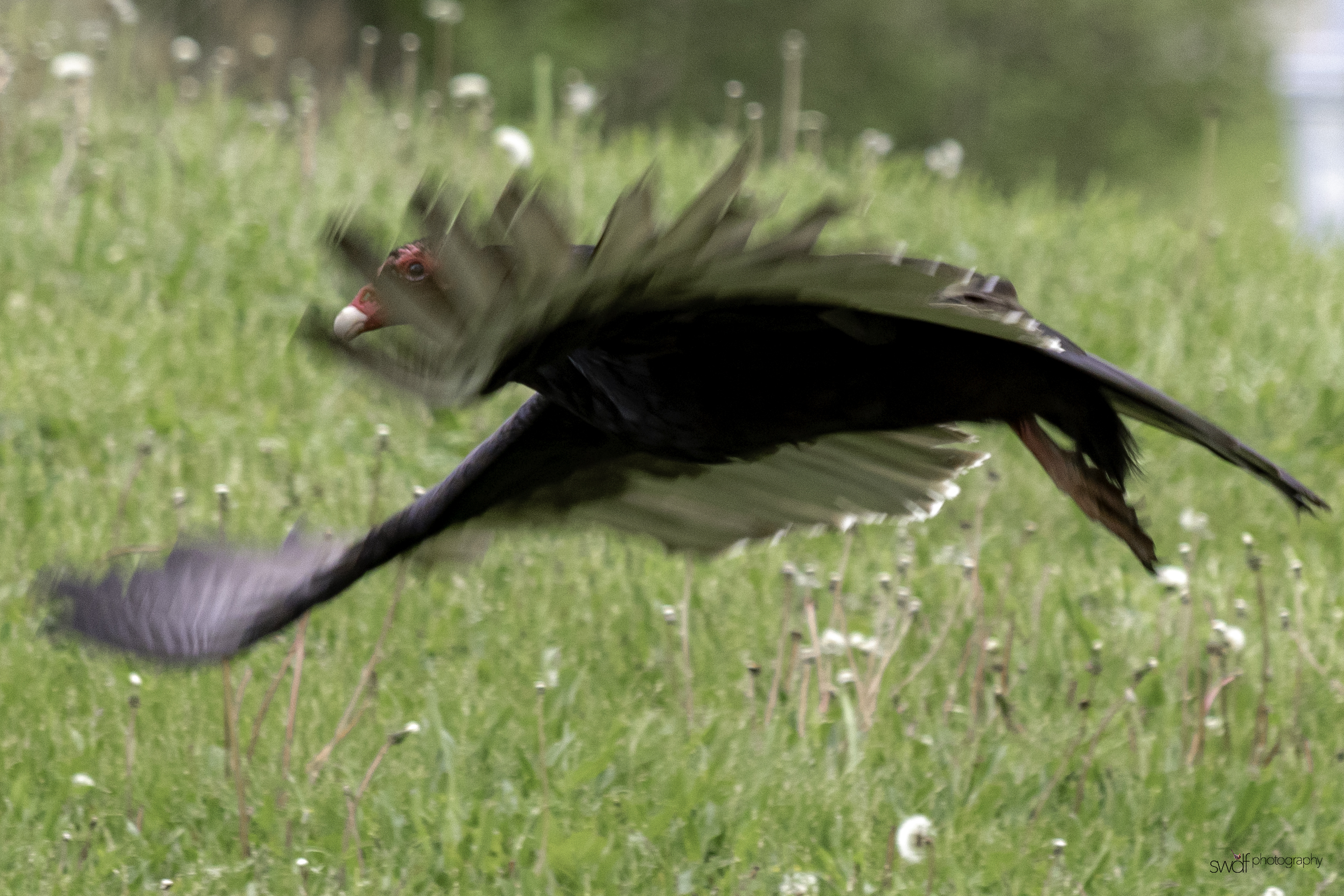 Turkey Vulture3.jpeg
