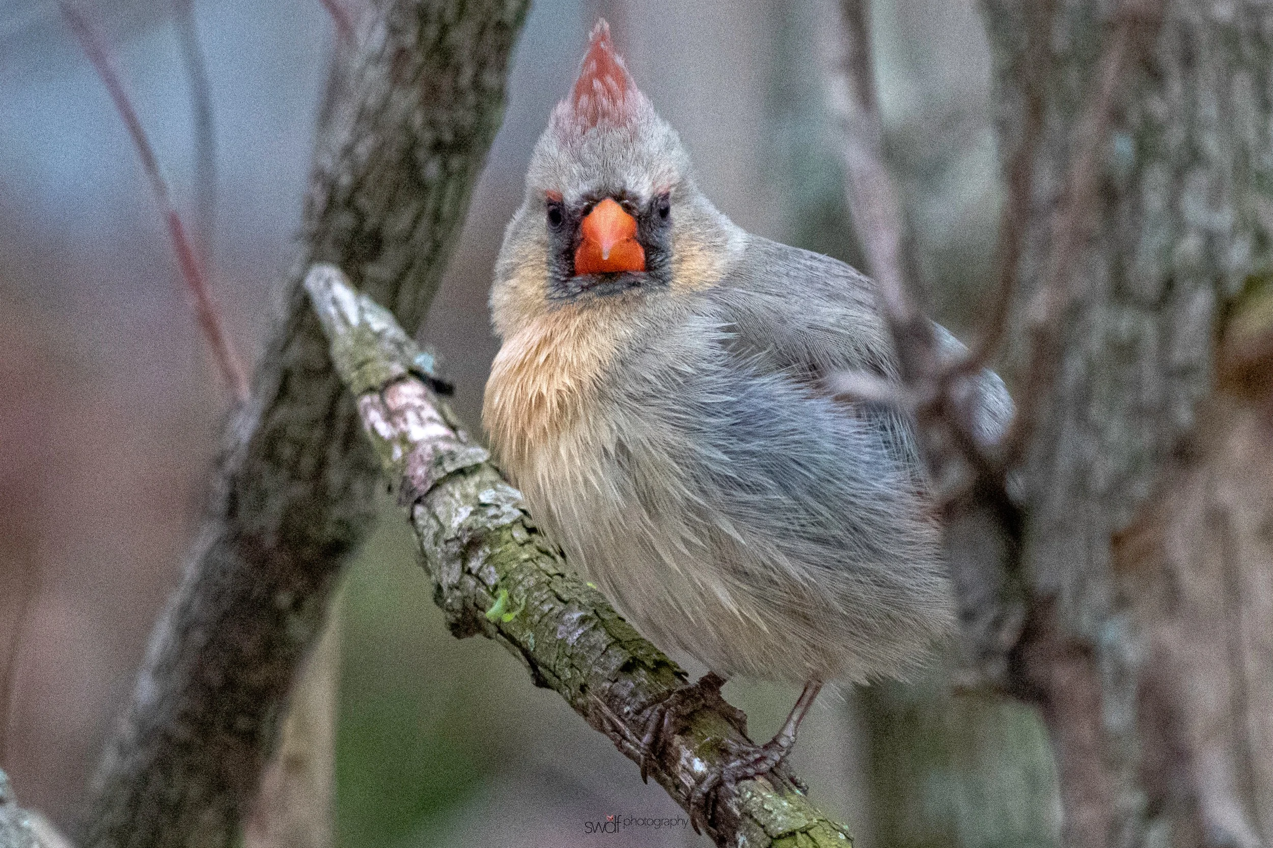 Betsy Stare - Sheldons Marsh.jpeg