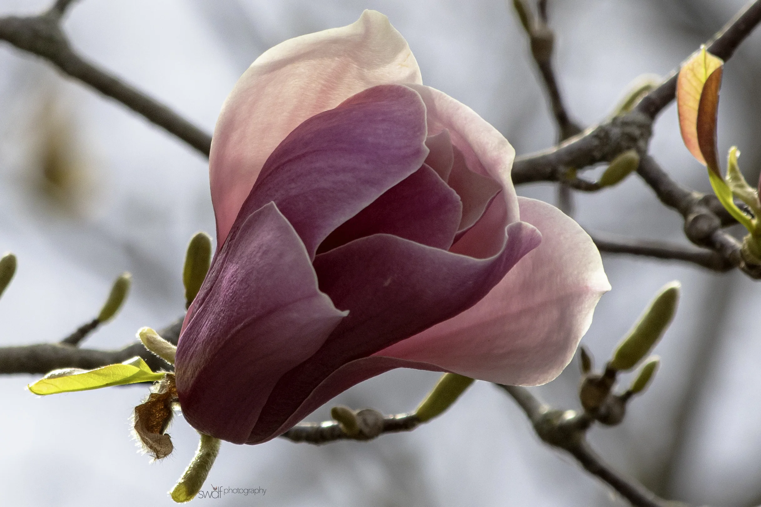 Tree Flower - Sheldons Marsh.jpeg