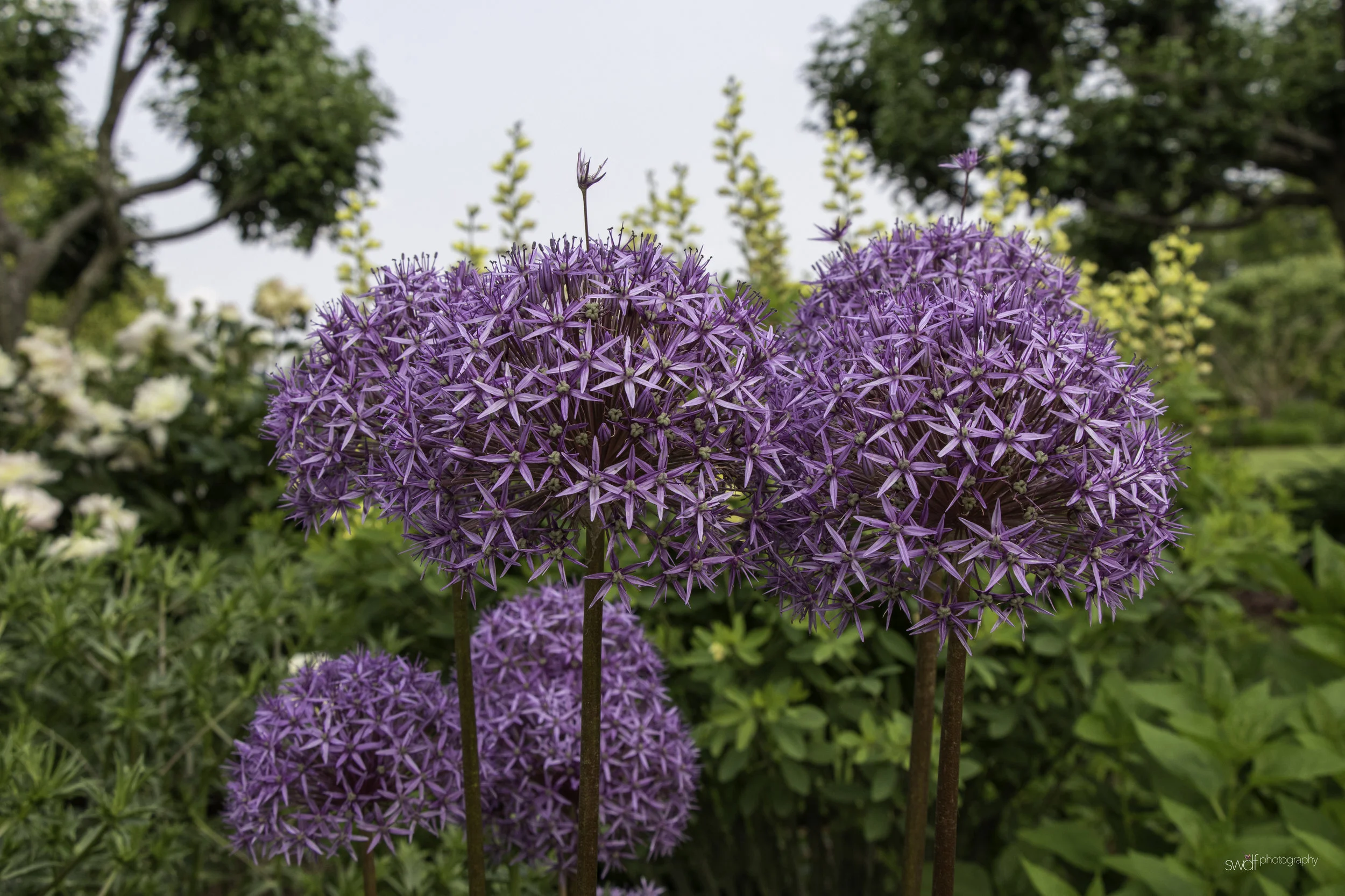 Spring Flowers2 - Stan Hywet FUSION.jpg