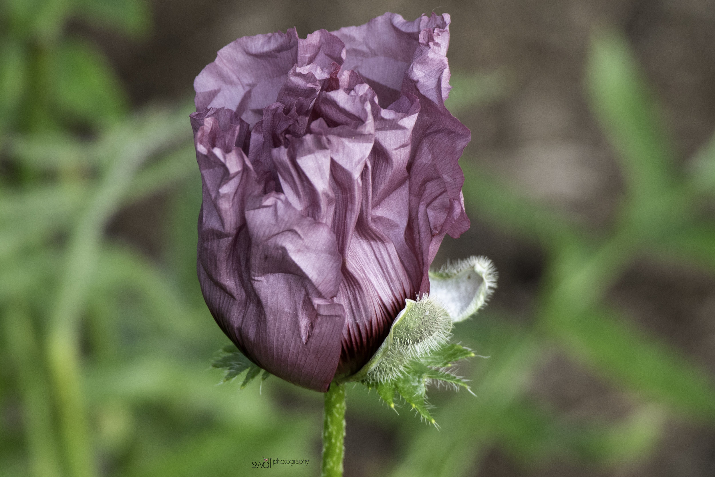 Spring Flowers3-1 - Stan Hywet FUSION.jpg