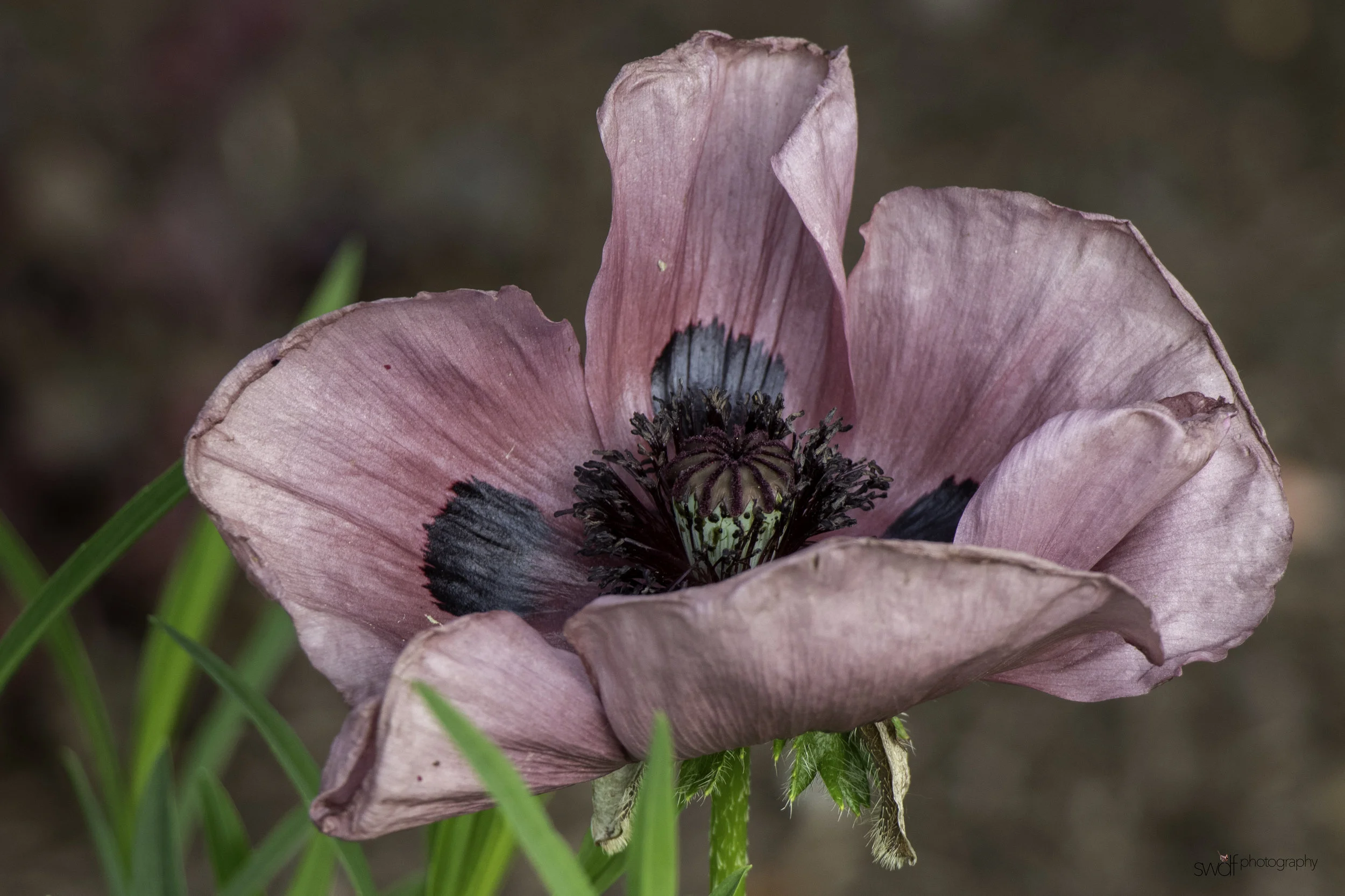 Spring Flowers3 - Stan Hywet FUSION.jpg