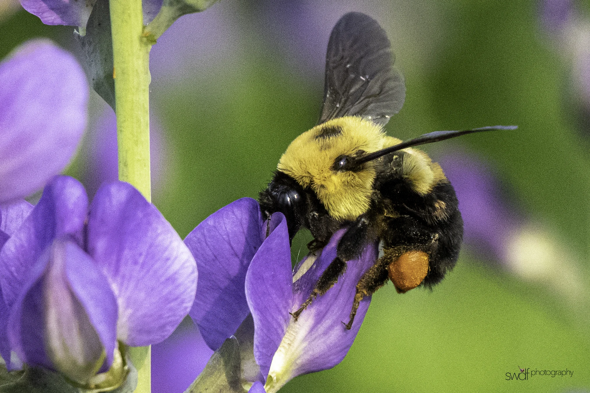 Bumble Bee2 - Stan Hywet FUSION.jpg
