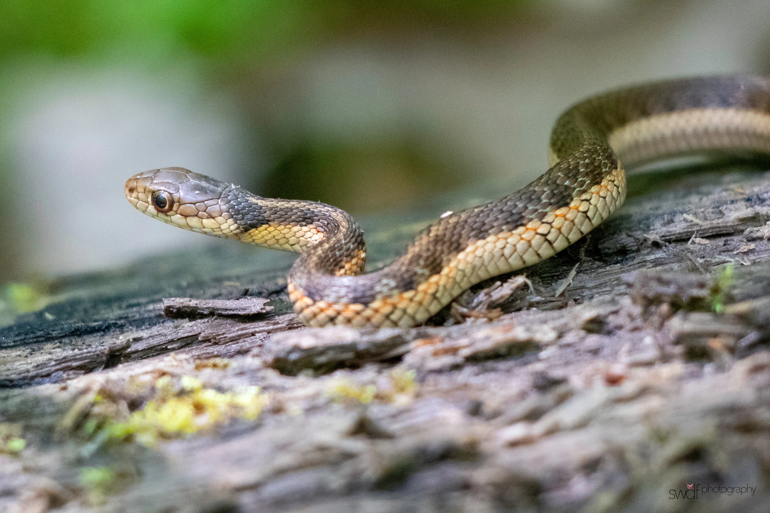 Snake - Sandy Ridge.jpeg