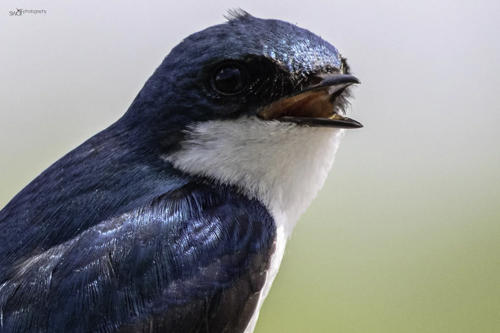 Tree Swallow2 - Sandy Ridge.jpeg