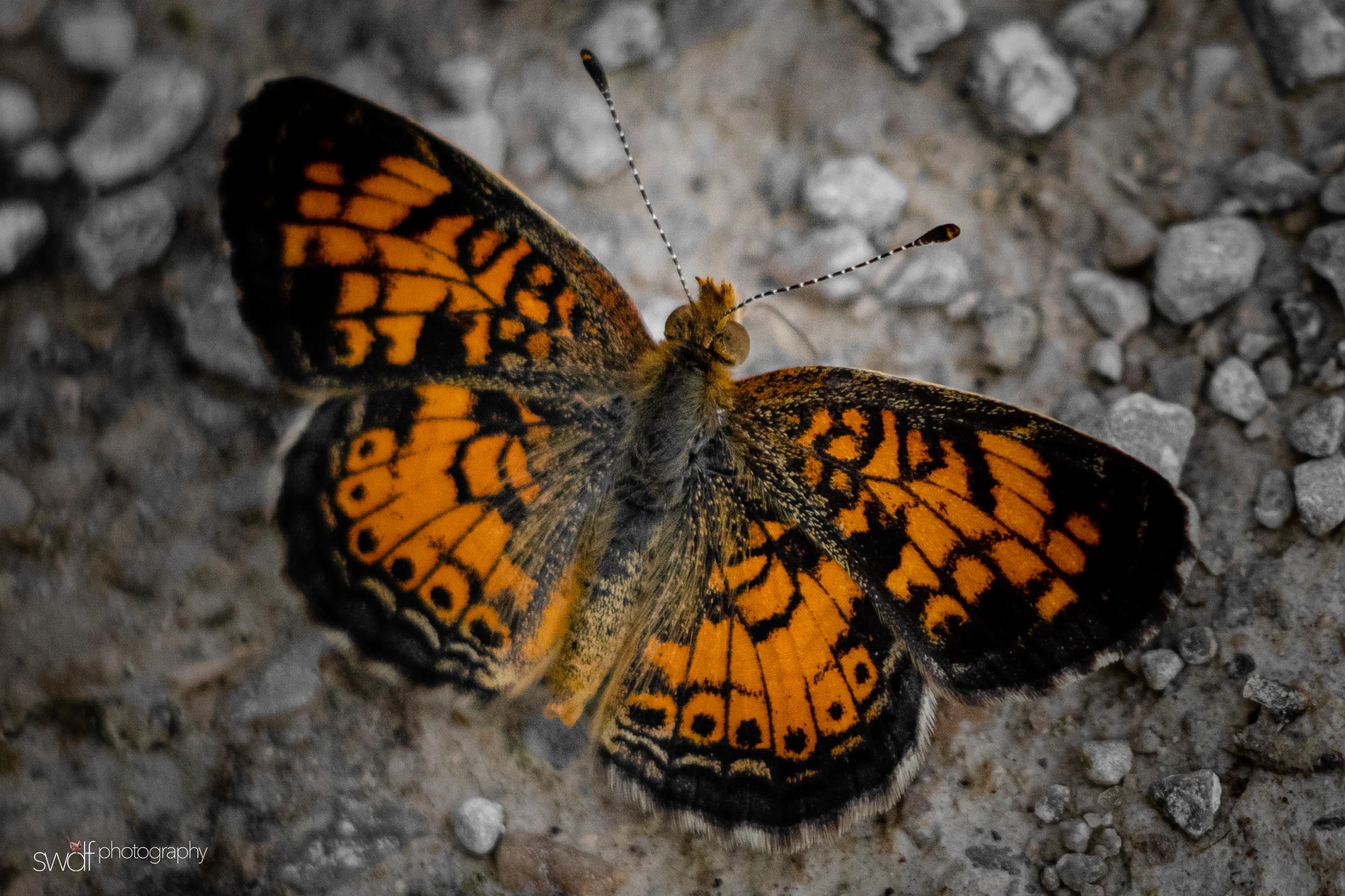 Pearl Crescent Butterfly - Sandy Ridge.jpeg