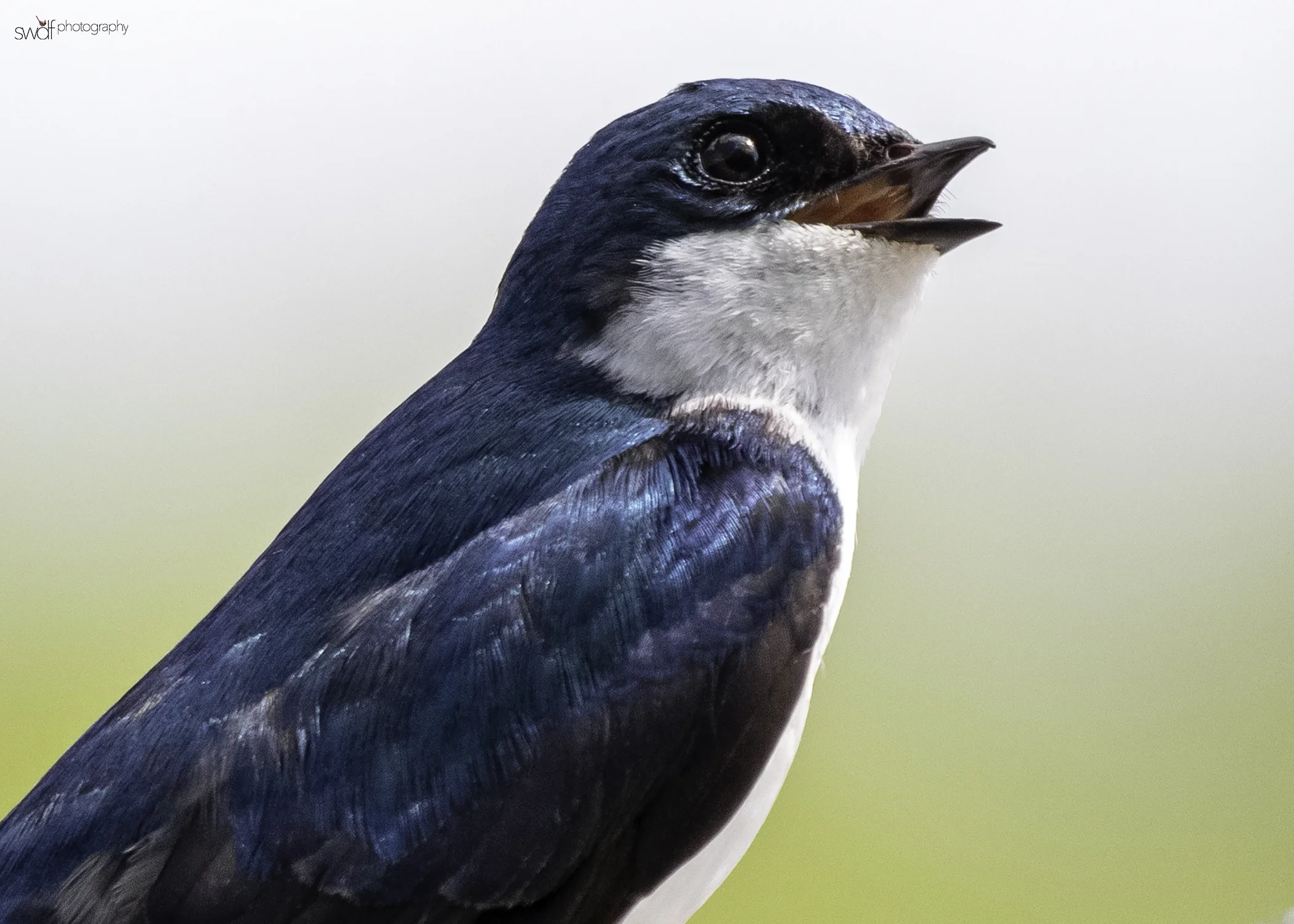 Tree Swallow - Sandy Ridge.jpeg