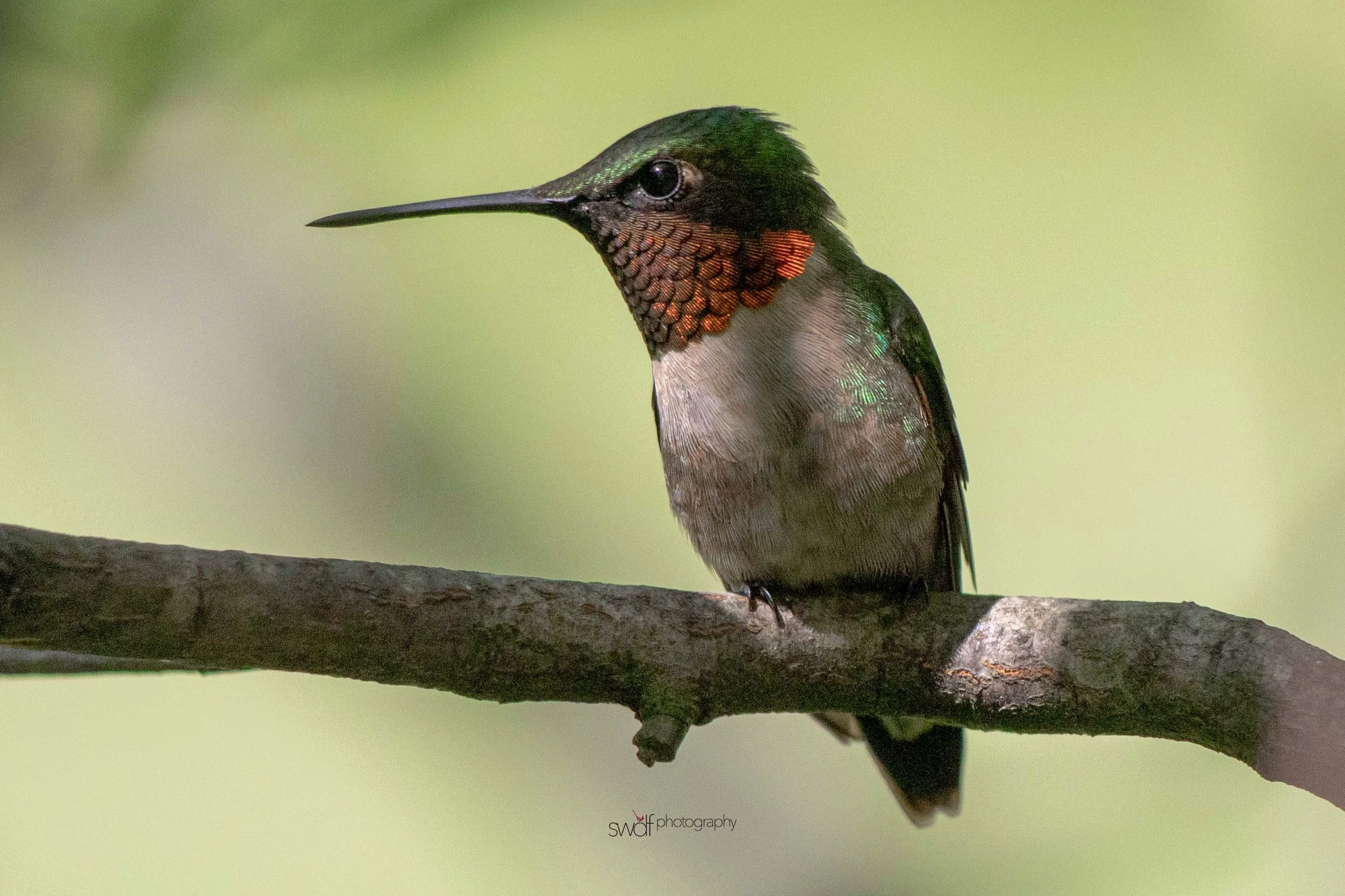 Image 6-11-19 at 20.35.jpeg