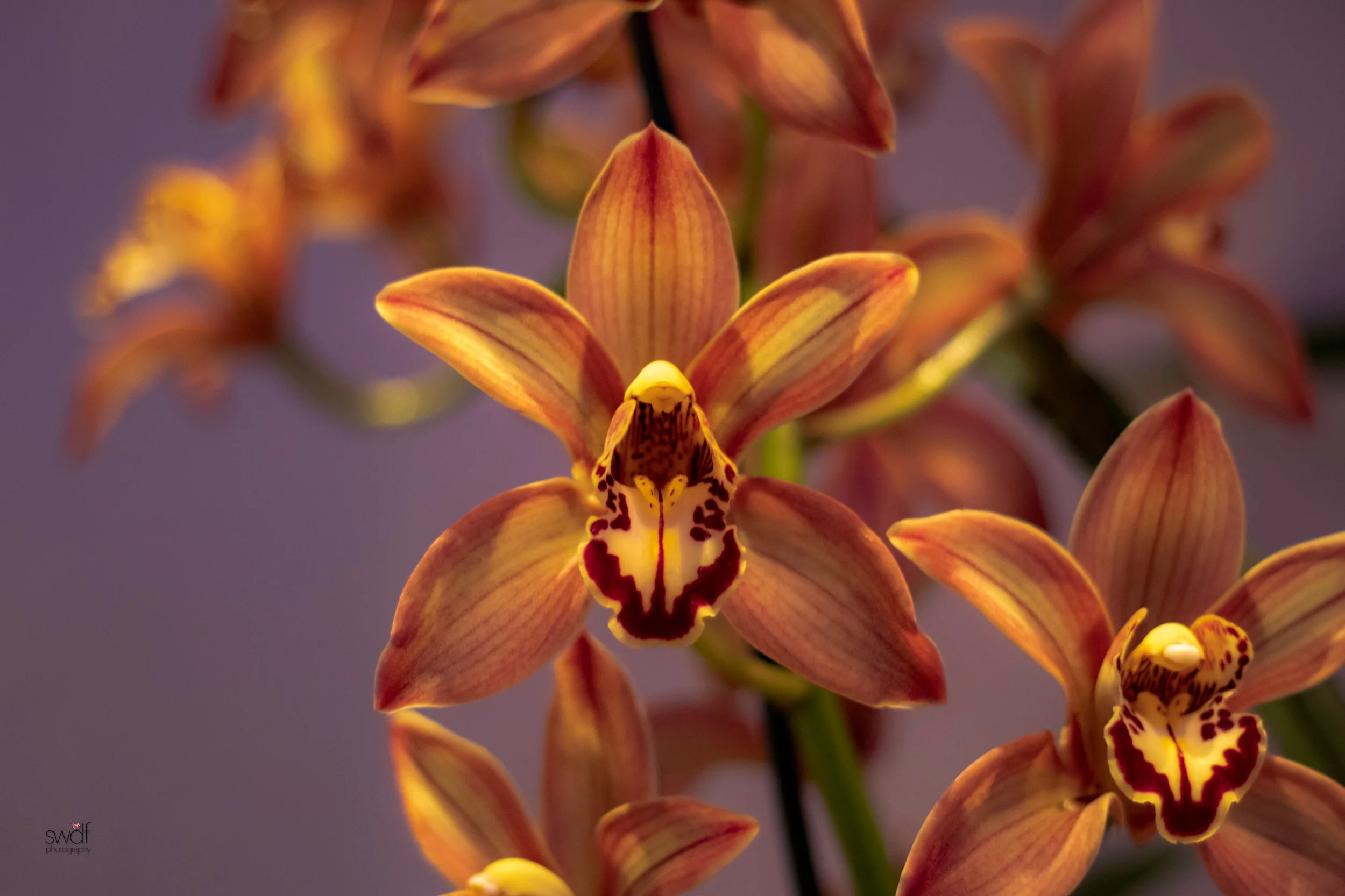 Orchids21.jpeg
