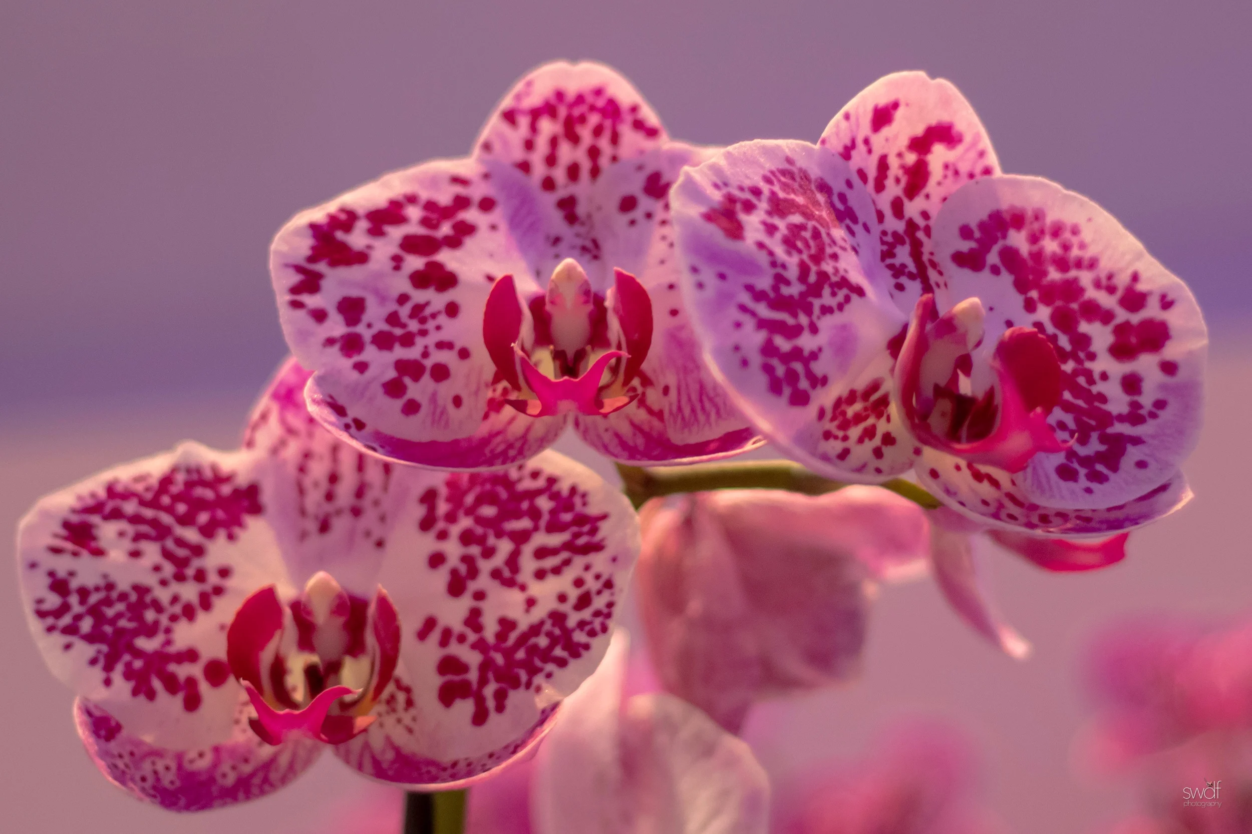 Orchids23.jpeg