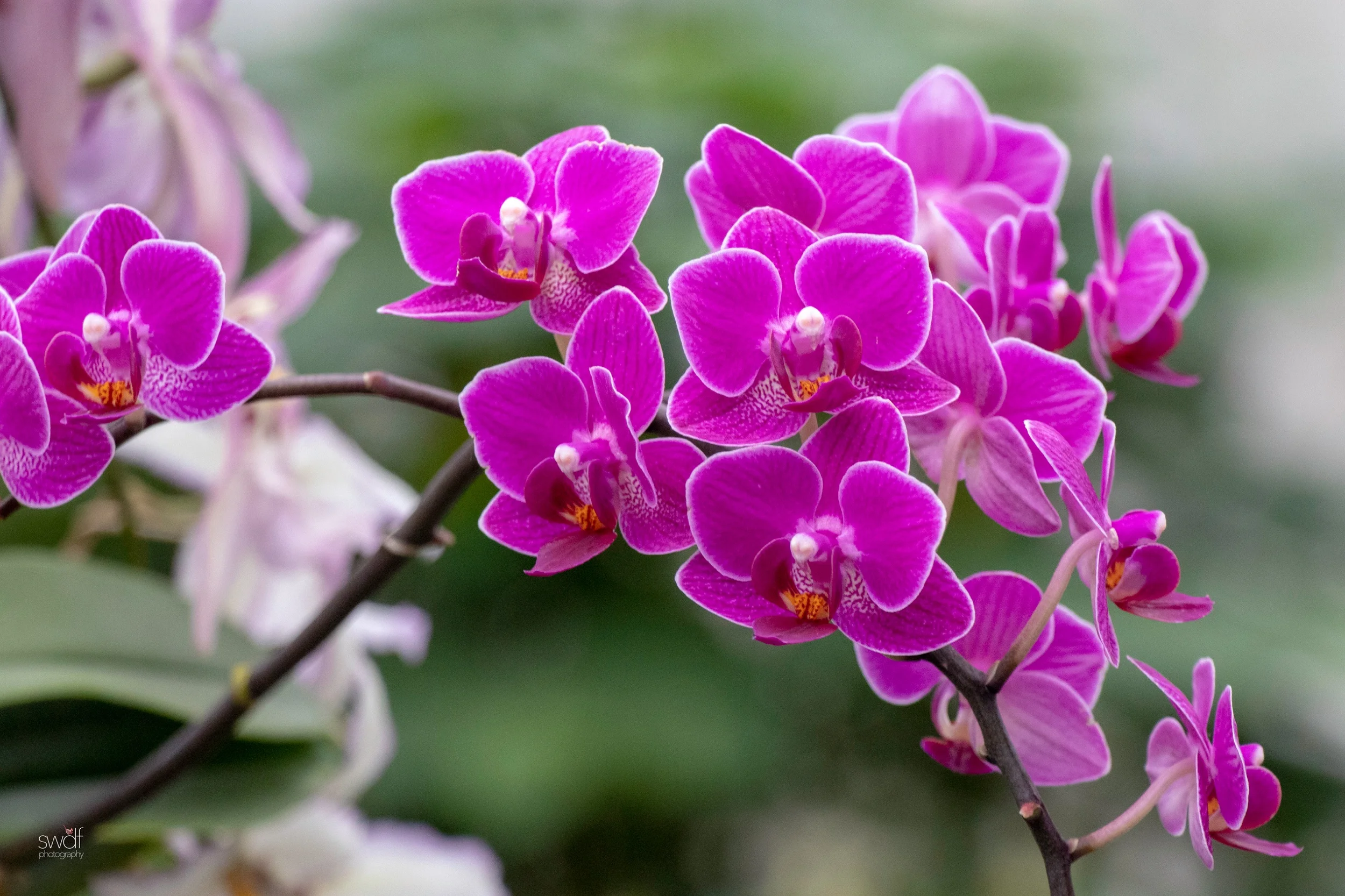 Orchids26.jpeg