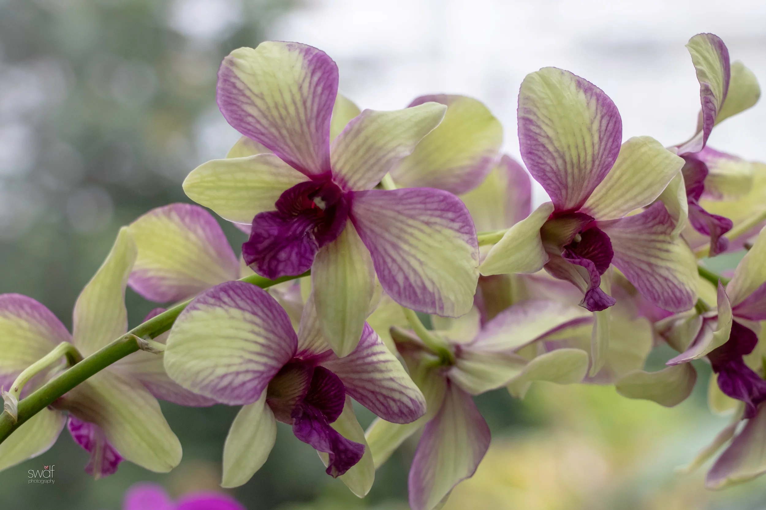 Orchids28.jpeg