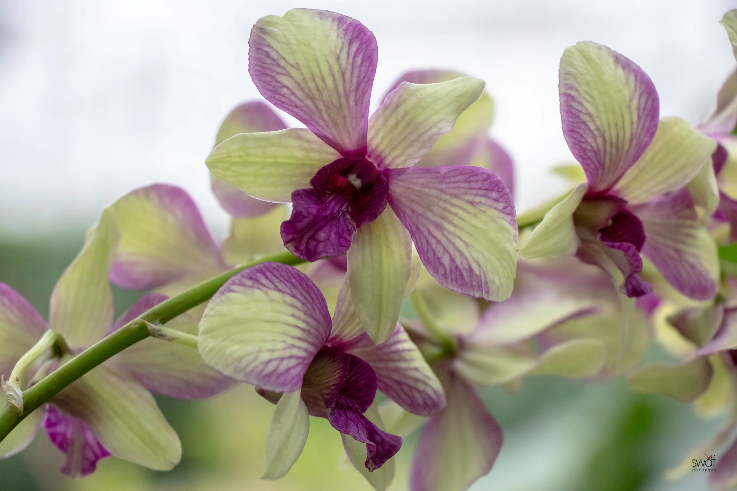 Orchids29.jpeg
