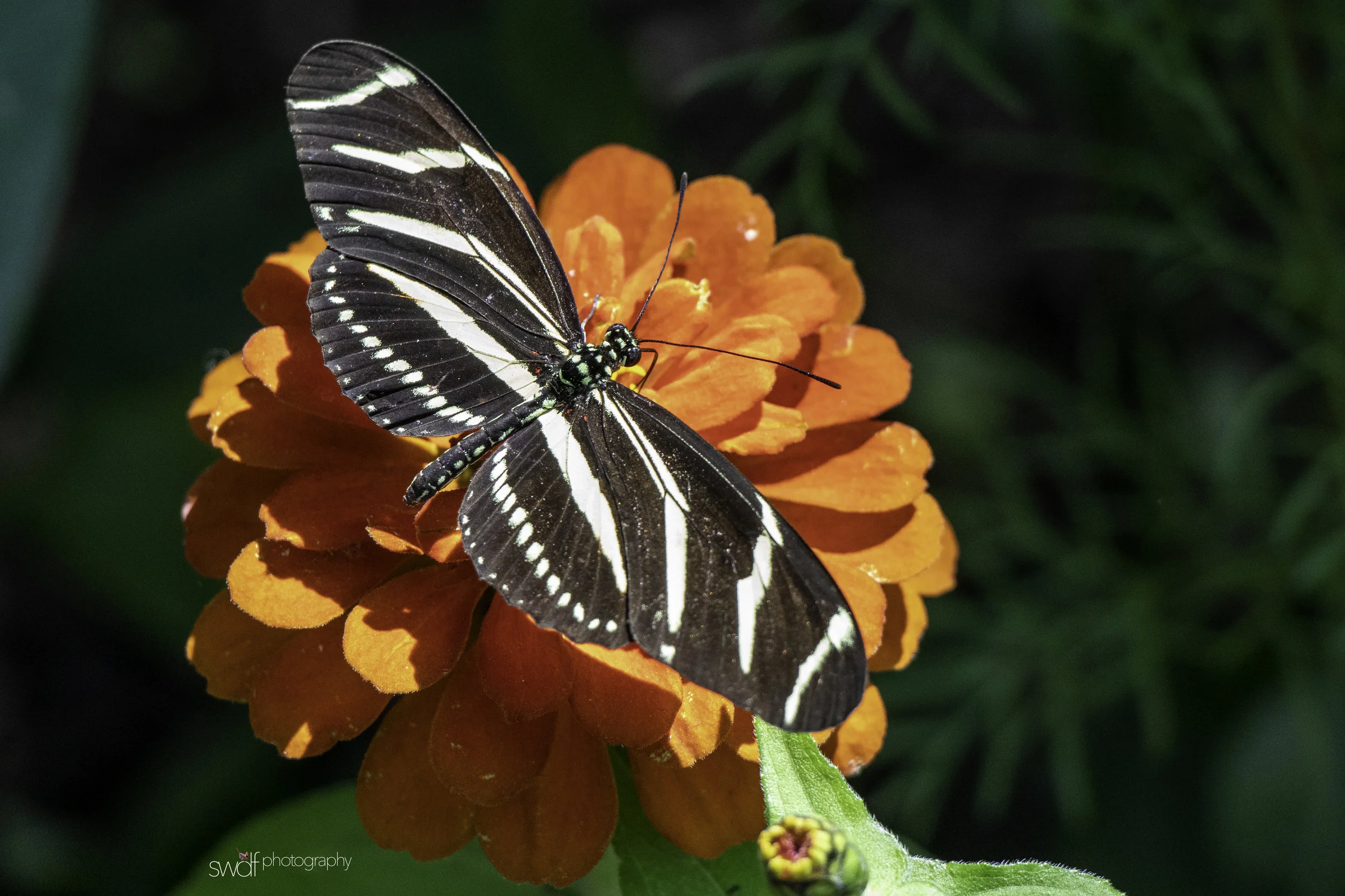Zebra Longwing Butterfly2 - Miller Nature Preserve.jpg