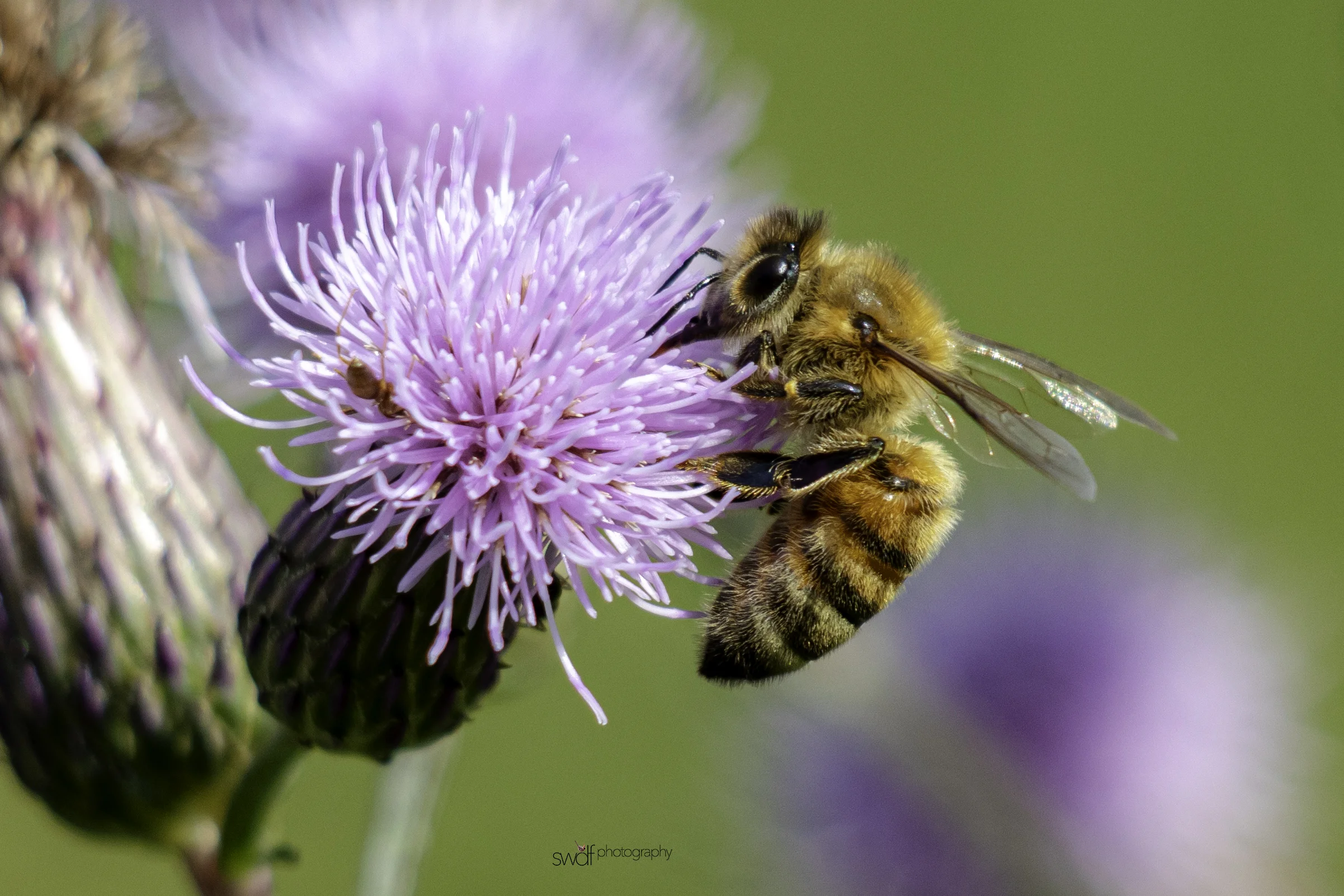 Thistle and Bee - Cleveland Lakefront Nature Preserve.jpg