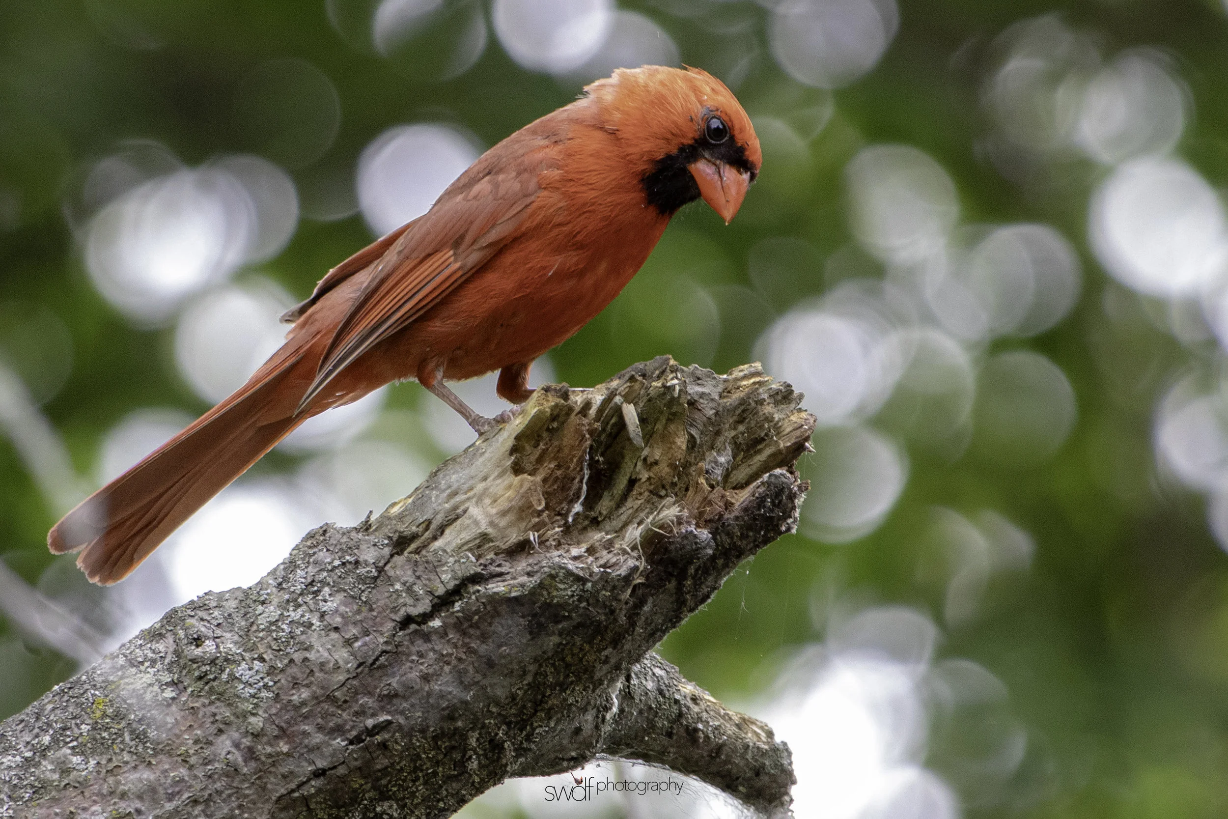 Cardinal Red2 - Sheldons Marsh.jpg