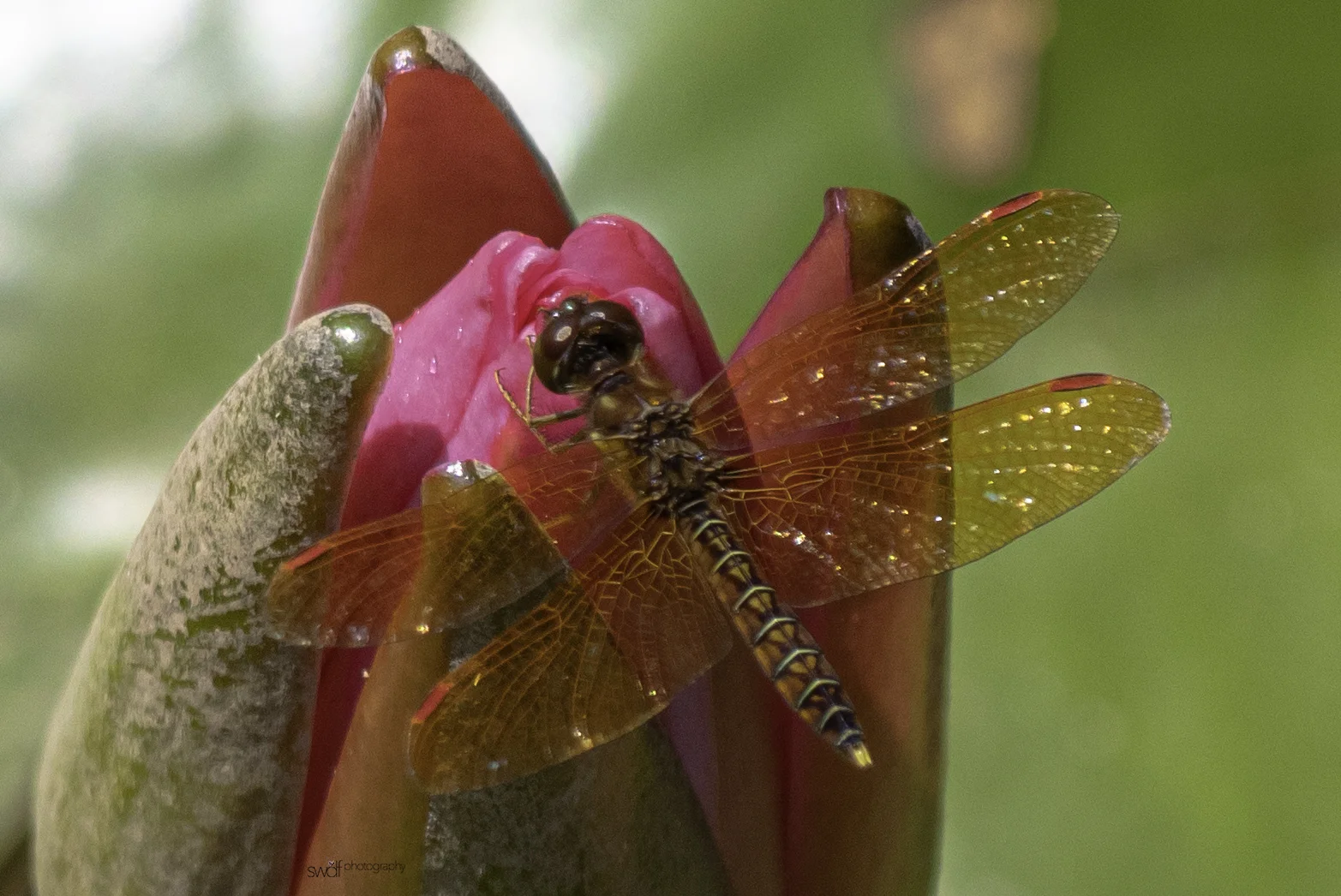 Dragonfly and Water Lily4 - Miller Nature Preserve.tif.jpg