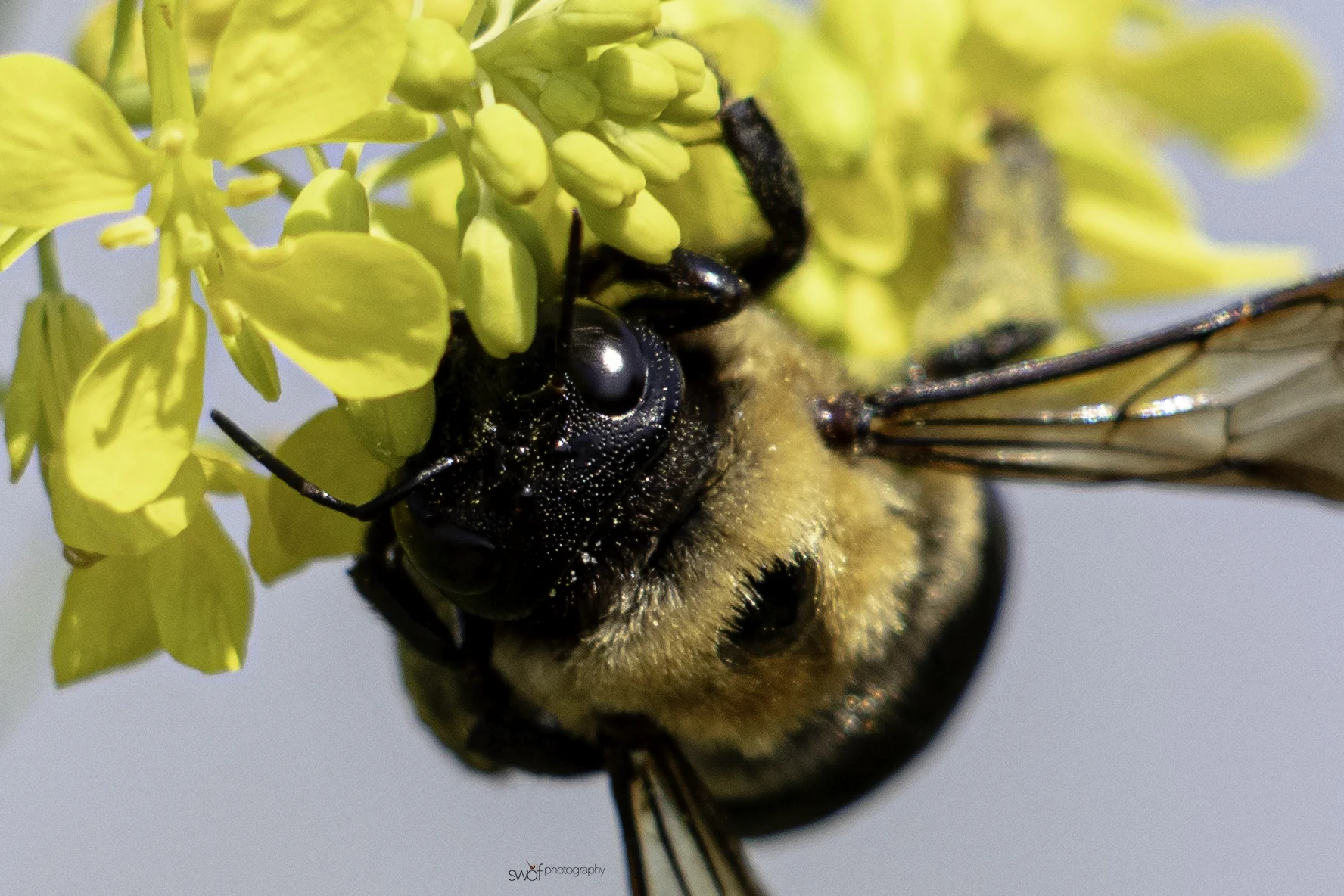 Bee - Cleveland Lakefront Nature Preserve.jpg