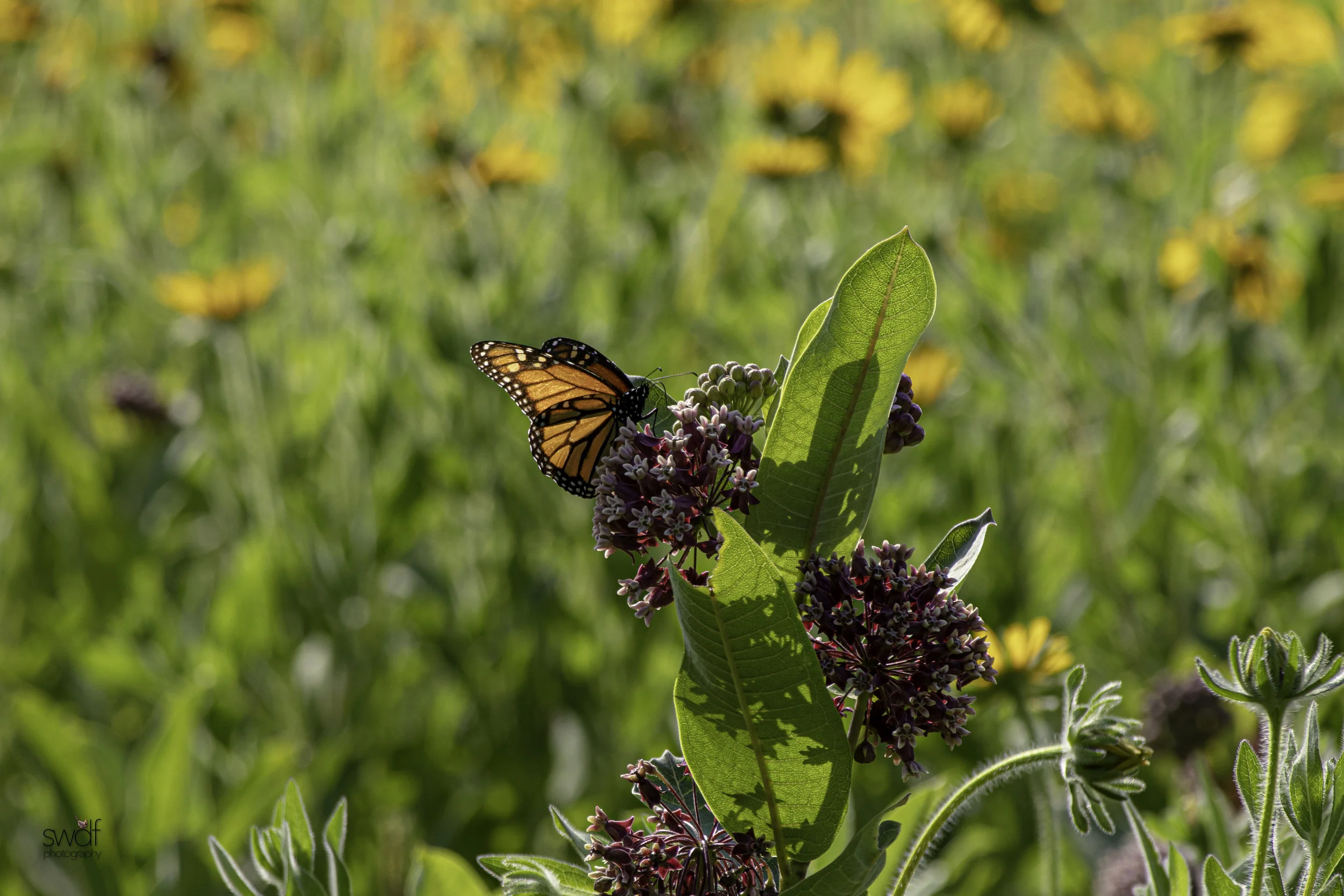 Monarch Landscape - Cleveland Lakefront Nature Preserve.jpg