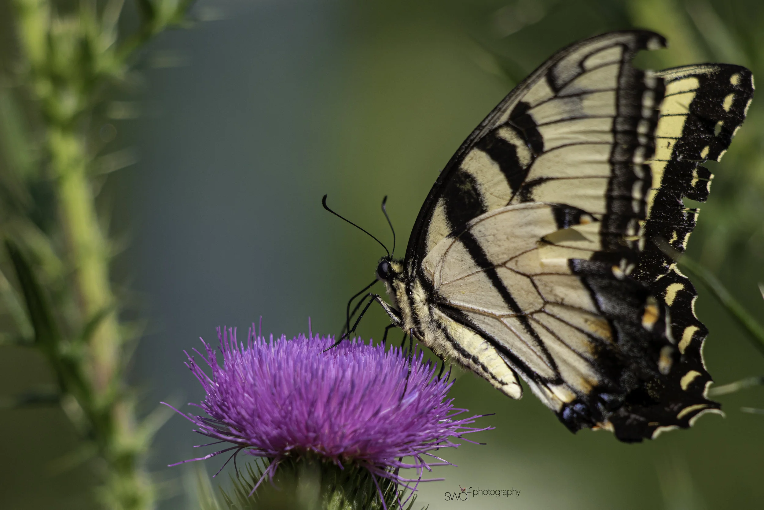 Tiger Swallowtail3 - Cleveland Lakefront Nature Preserve.jpg