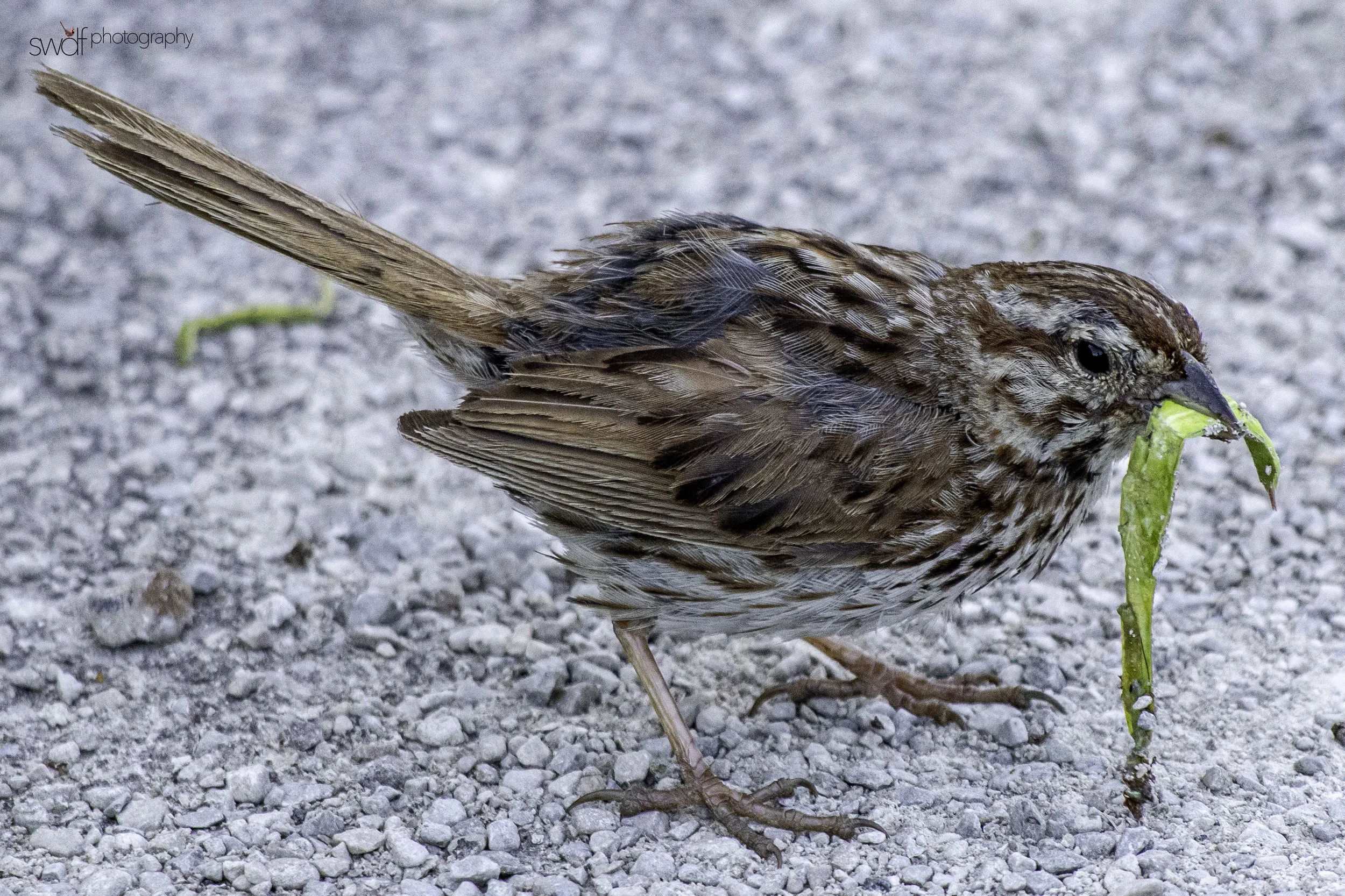 Song Sparrow and Praying Mantis - Sandy Ridge.jpg