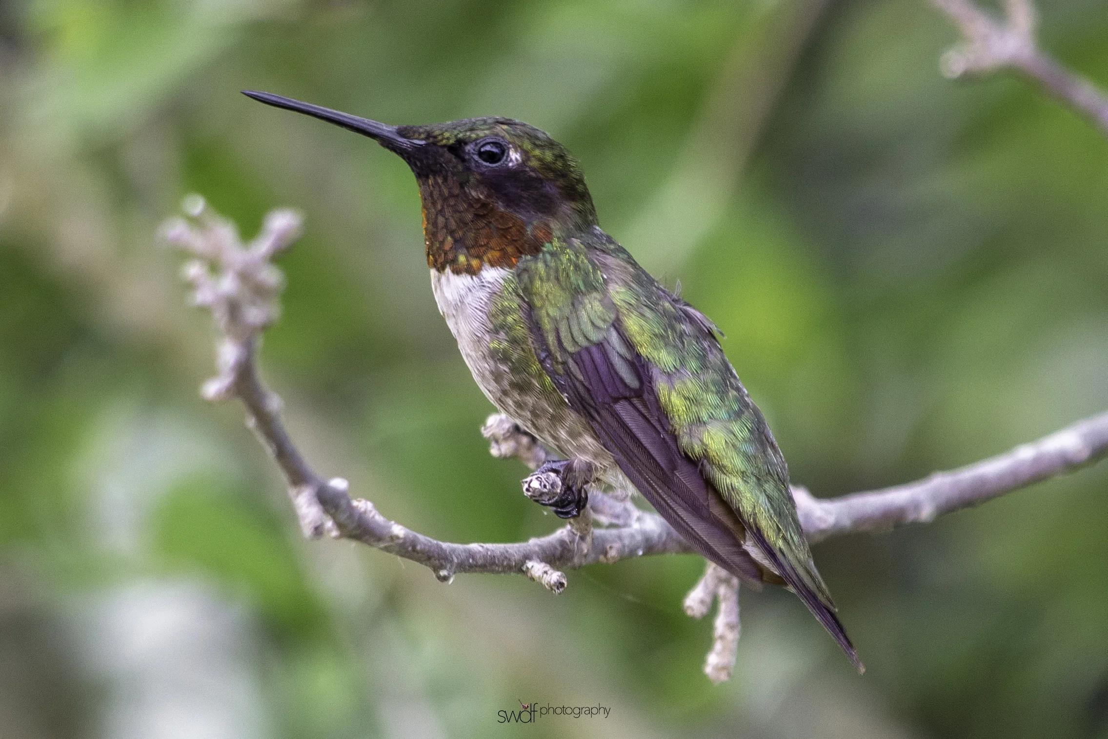Ruby Throated Hummingbird - Sandy Ridge.jpg