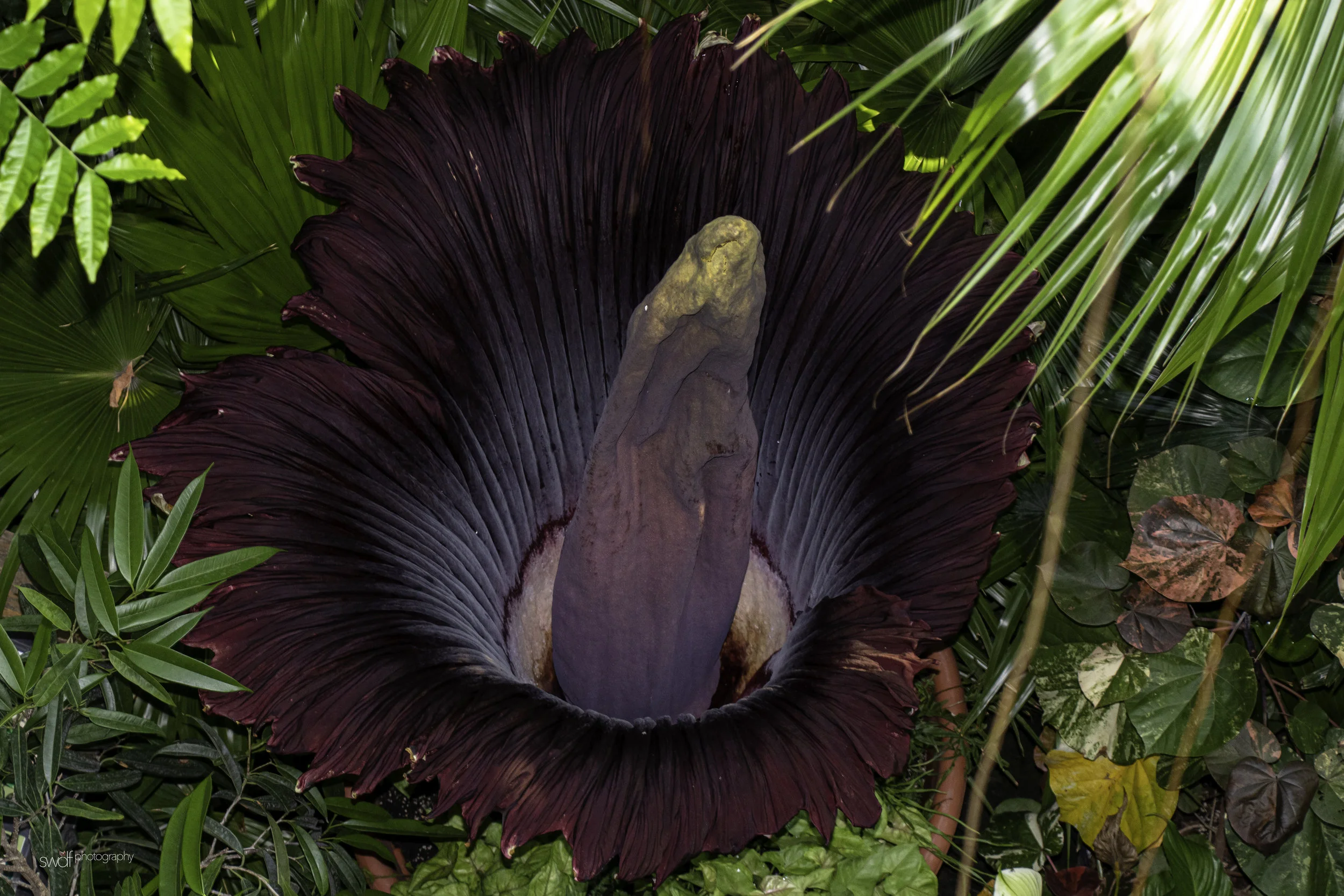 Corpse Flower - Cleveland Metroparks Zoo.jpg