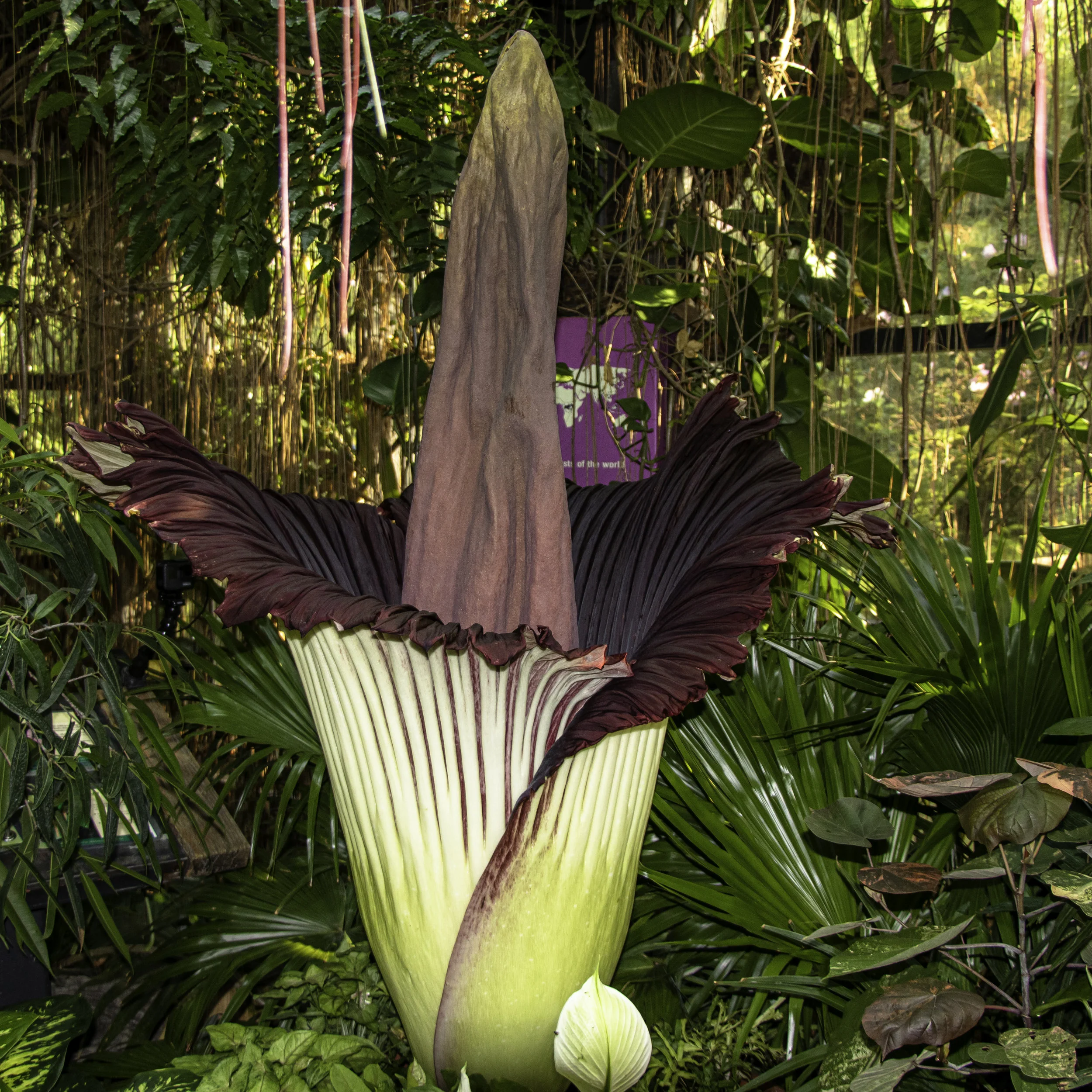 Corpse Flower5 - Cleveland Metroparks Zoo.jpg