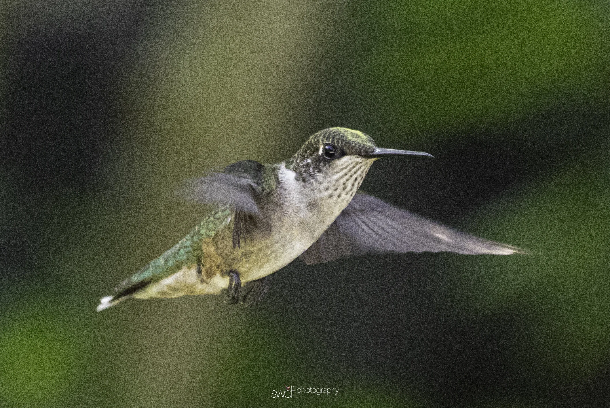 Hummingbird3- Sandy Ridge.jpg