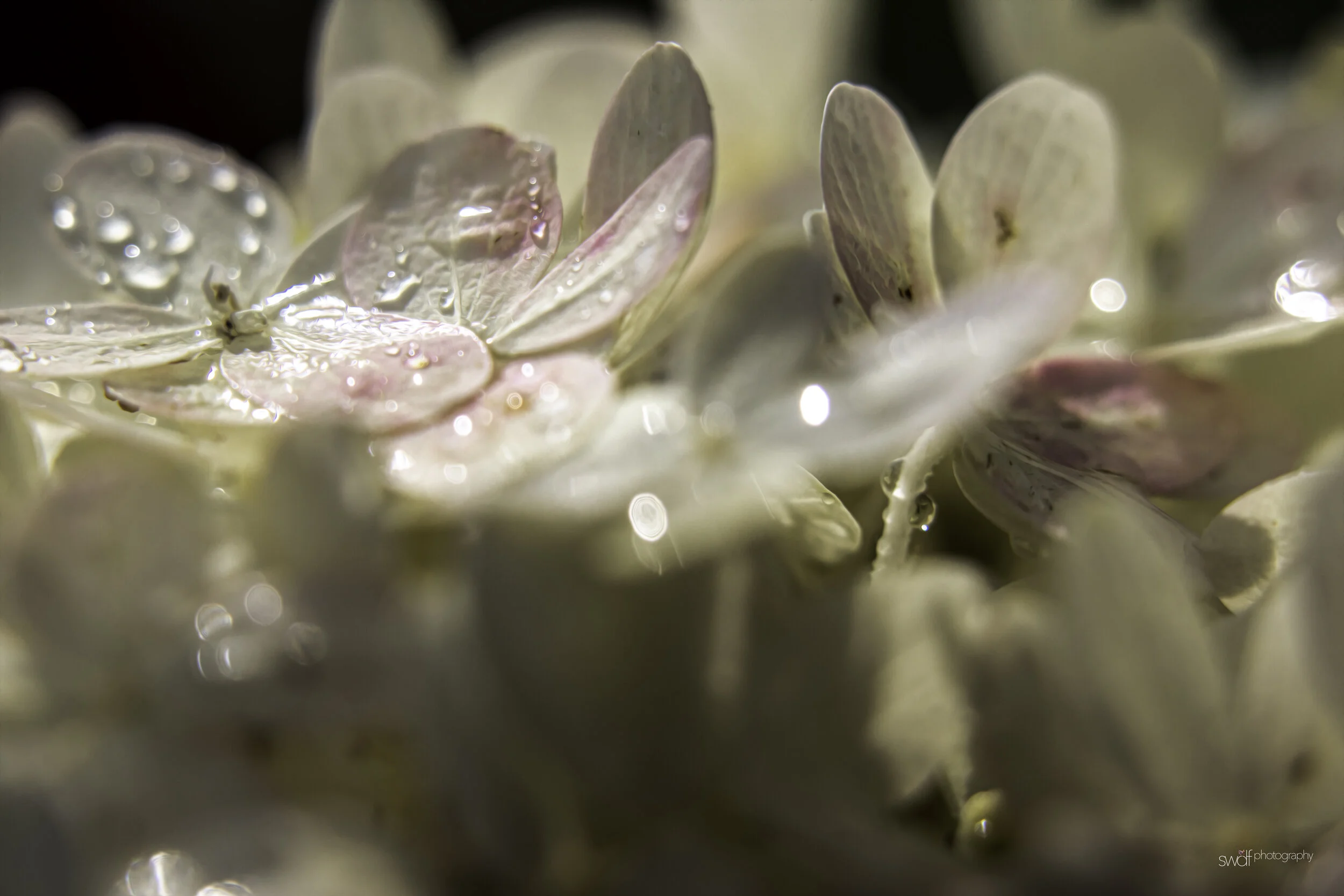 Hydrangea Tree.jpg