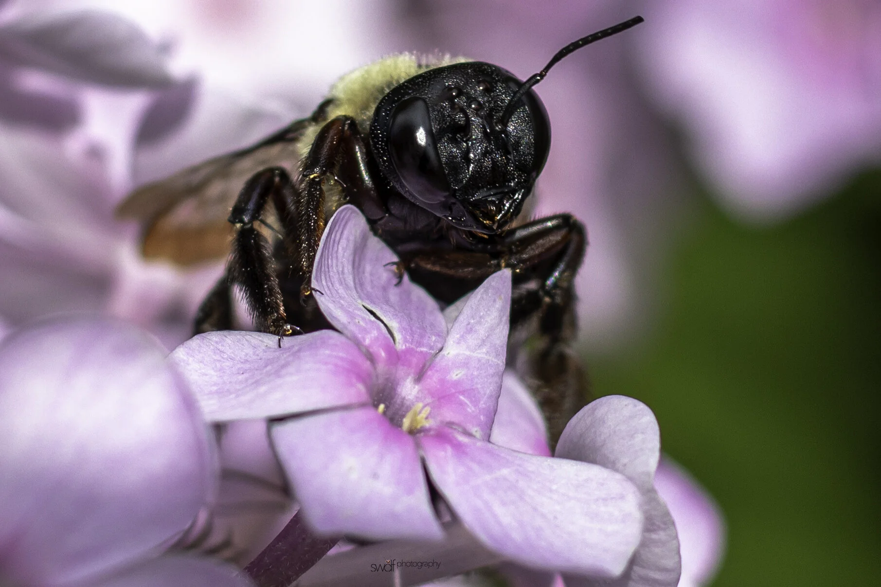 Phlox Bee - Cleveland Botanical Garden.jpg
